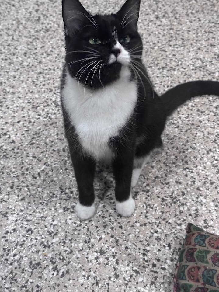 SISTER JULIENNE, adopted, Young Female Domestic Short Hair.