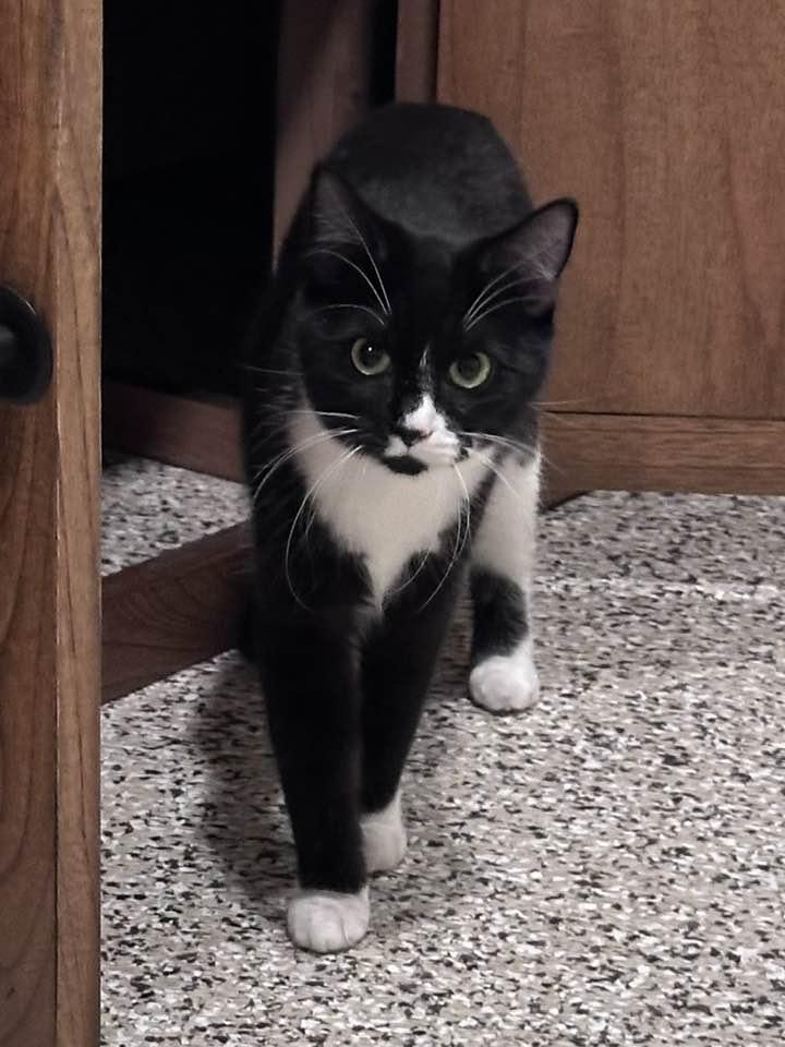 SISTER JULIENNE, an adopted Domestic Short Hair in Grand Forks, ND image 5/5