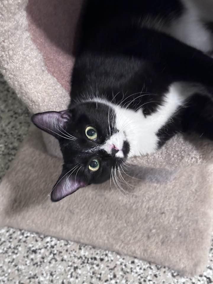 SISTER JULIENNE, an adopted Domestic Short Hair in Grand Forks, ND image 4/5