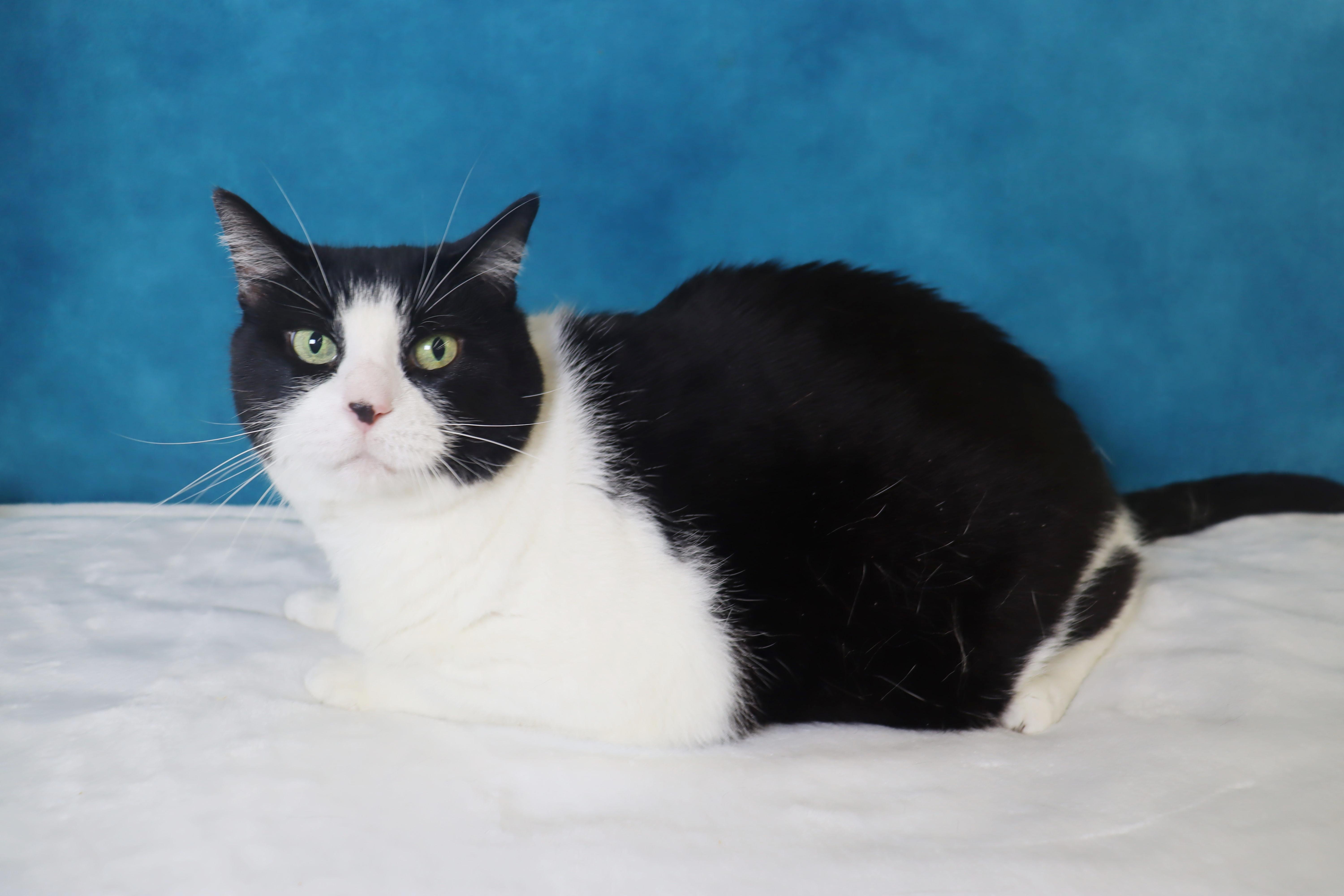 Enlarge Oreo - Sweet Senior Gal , a ADOPTABLE Domestic Short Hair in League City, TX image 2/4