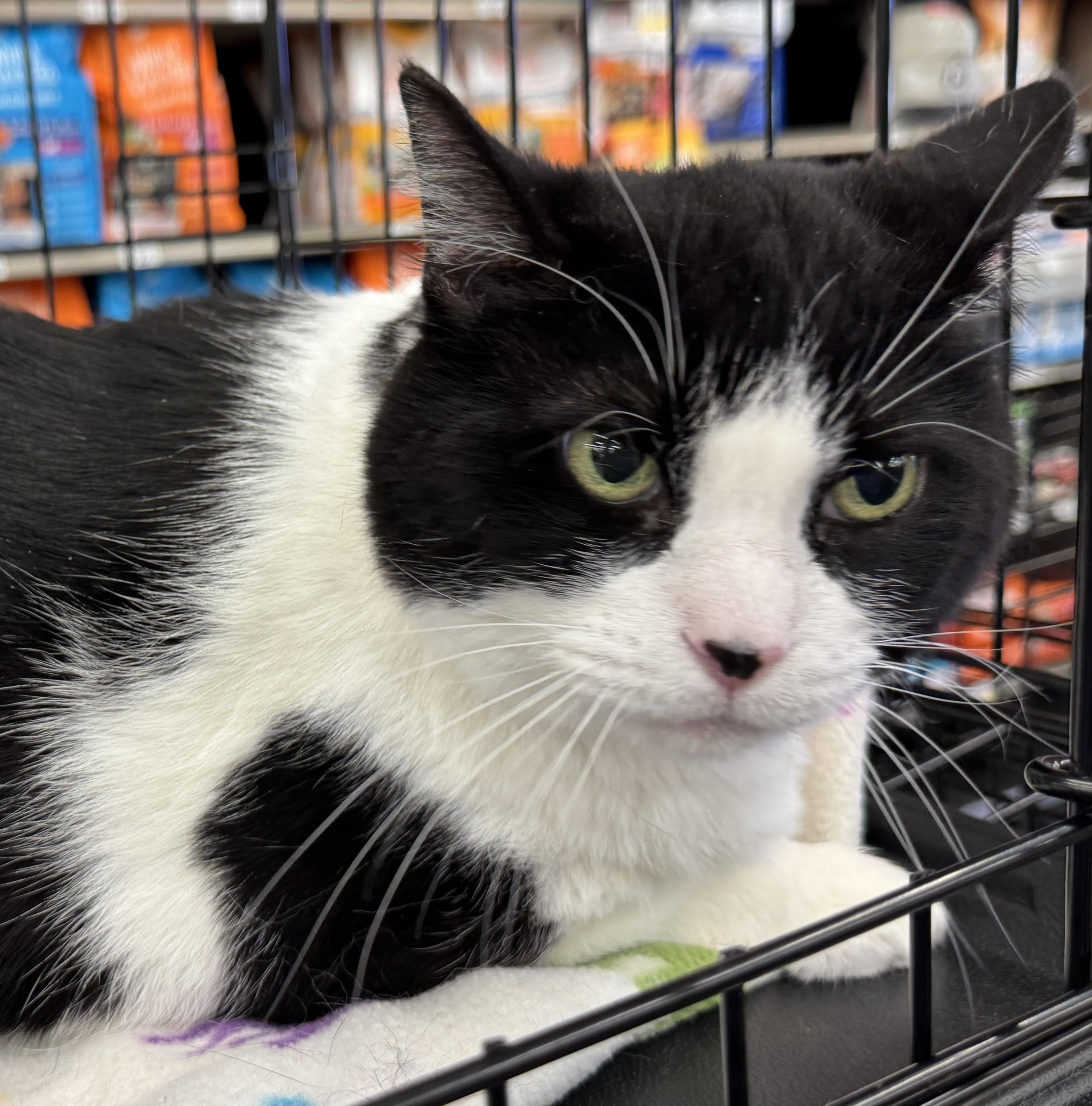 Enlarge Oreo - Sweet Senior Gal , a ADOPTABLE Domestic Short Hair in League City, TX image 2/4
