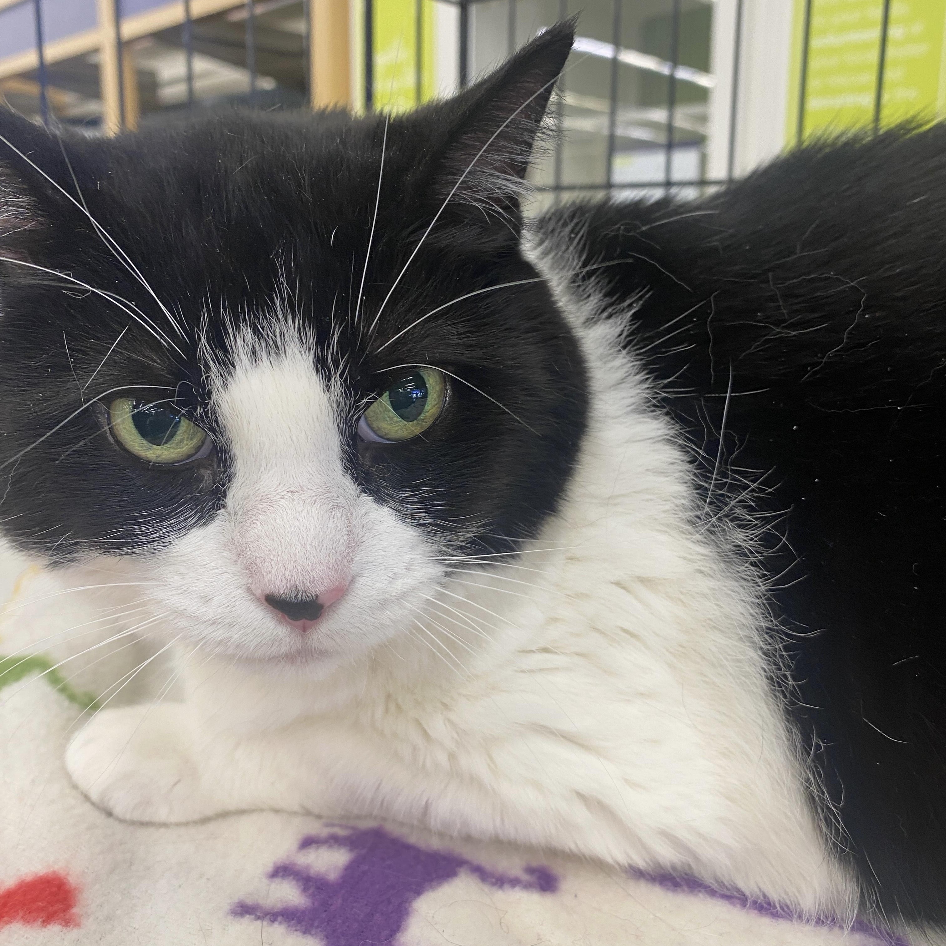 Enlarge Oreo - Sweet Senior Gal , a ADOPTABLE Domestic Short Hair in League City, TX image 3/4