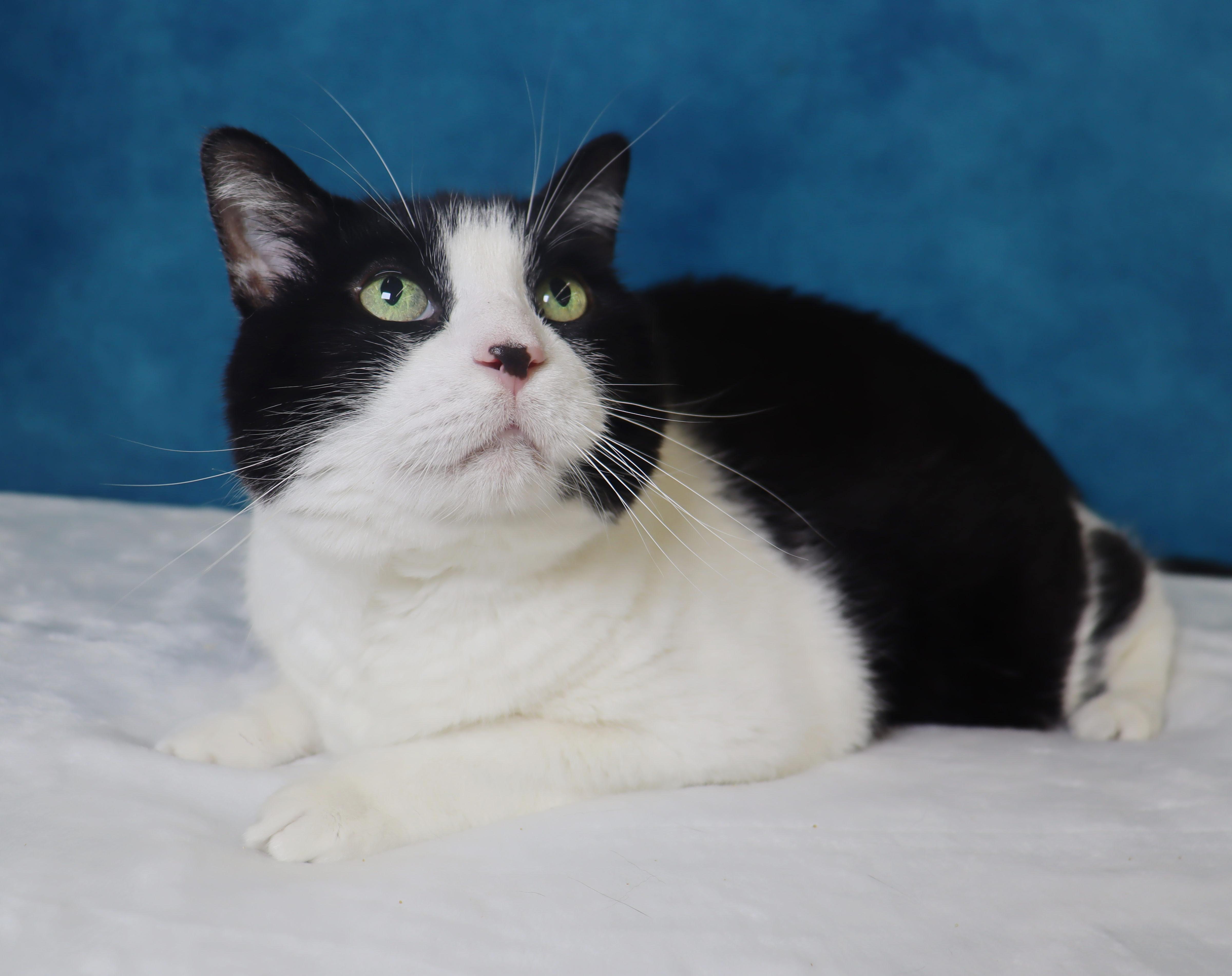 Enlarge Oreo - Sweet Senior Gal , a ADOPTABLE Domestic Short Hair in League City, TX image 1/4