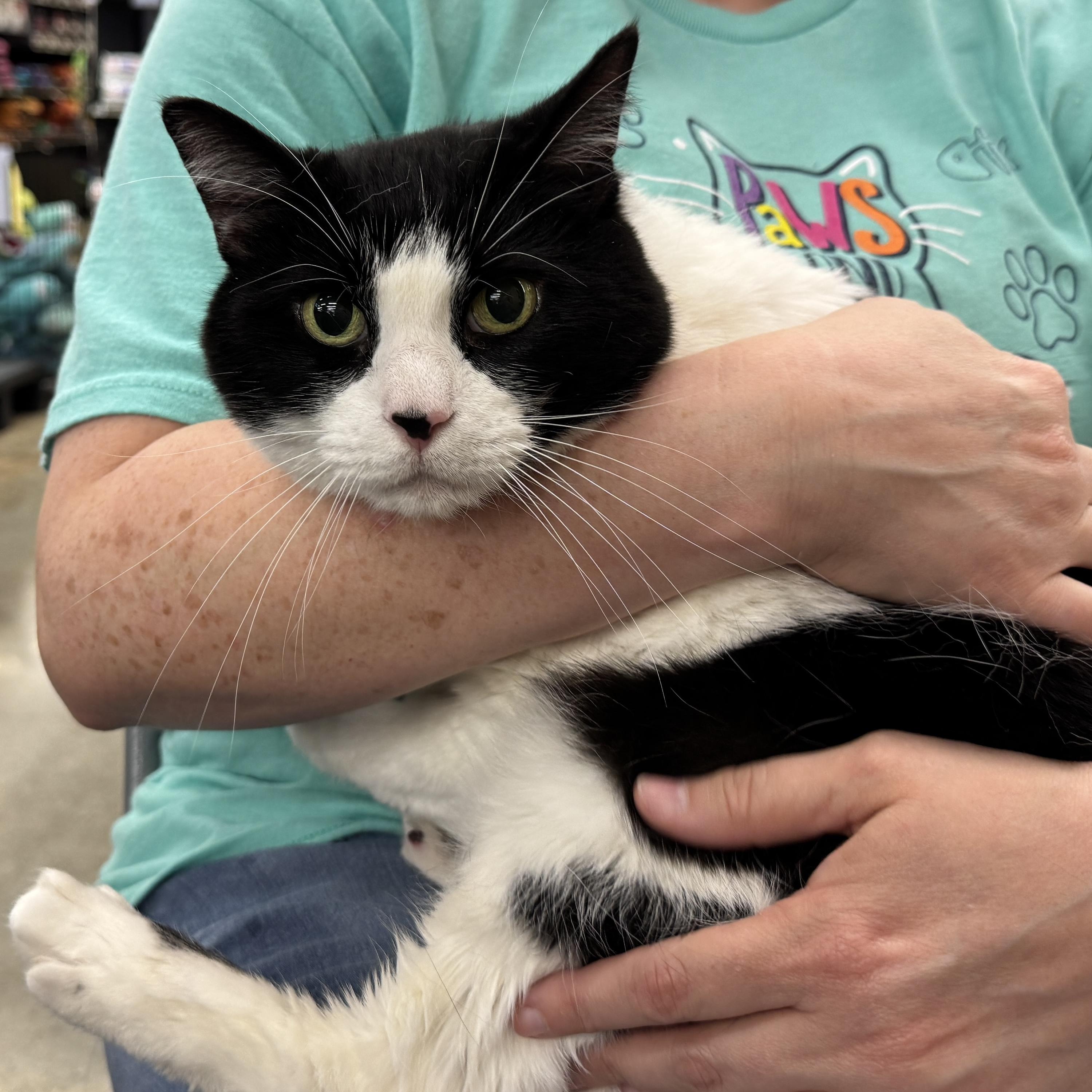 Enlarge Oreo - Sweet Senior Gal , a ADOPTABLE Domestic Short Hair in League City, TX image 1/4