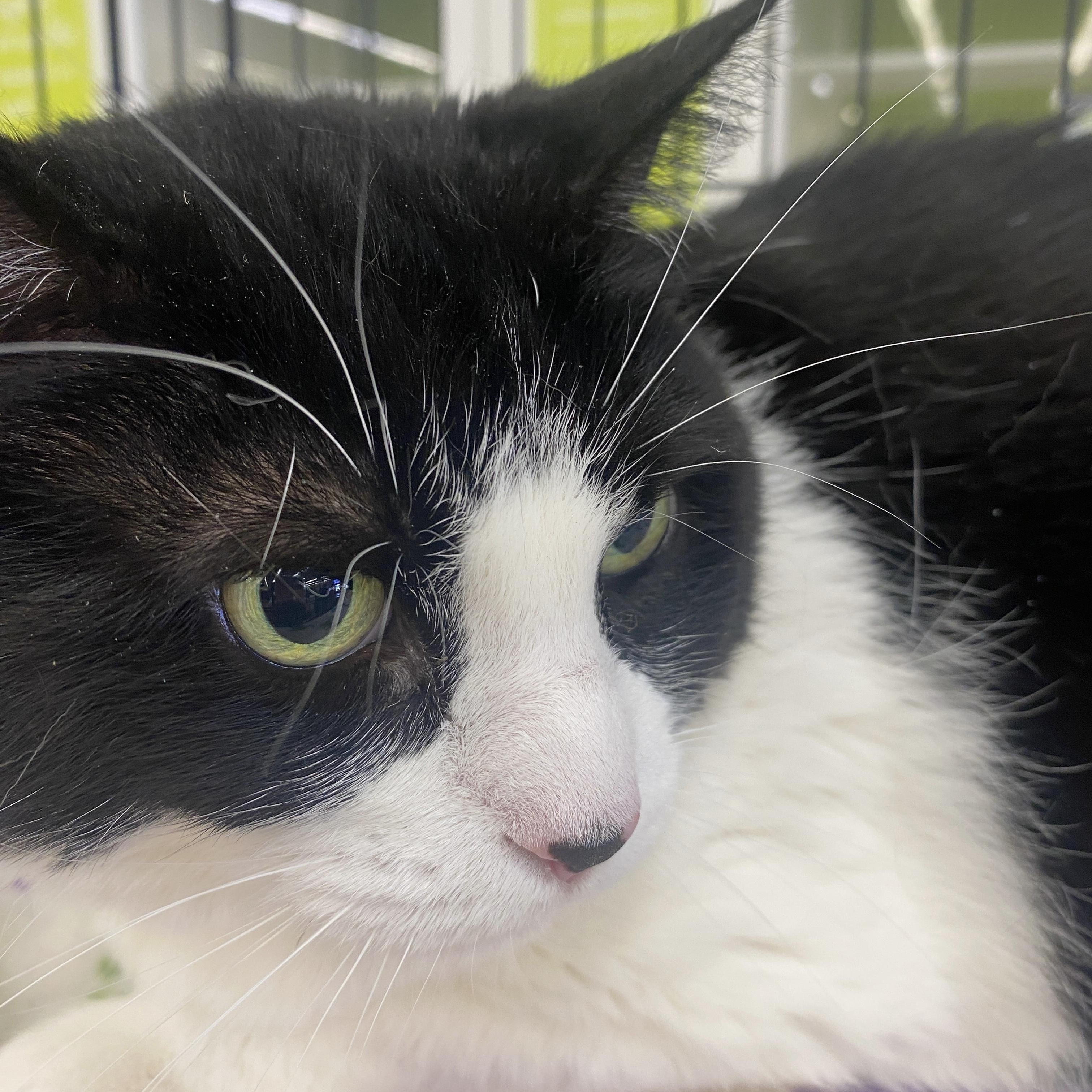 Enlarge Oreo - Sweet Senior Gal , a ADOPTABLE Domestic Short Hair in League City, TX image 4/4