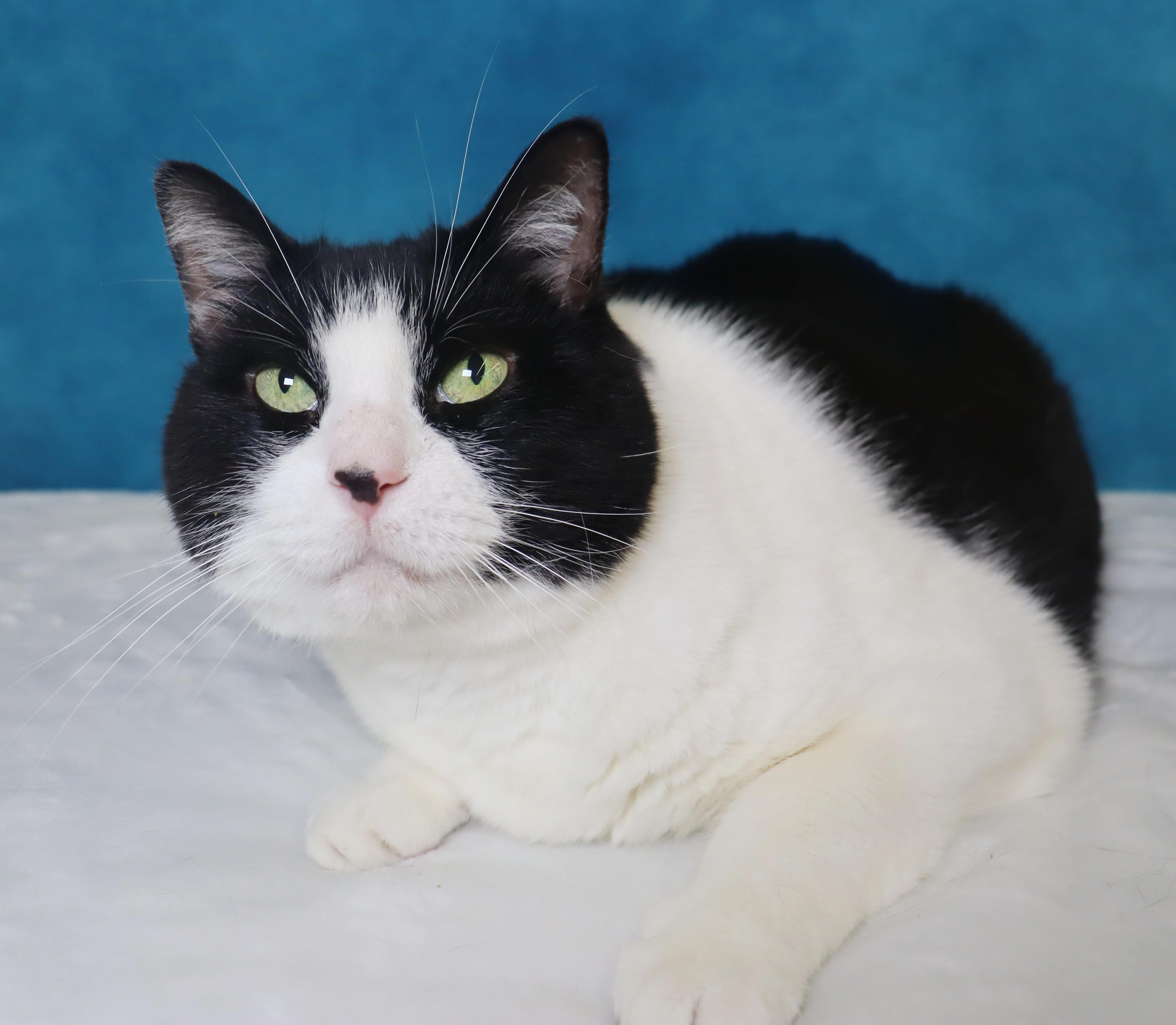 Enlarge Oreo - Sweet Senior Gal , a ADOPTABLE Domestic Short Hair in League City, TX image 3/4