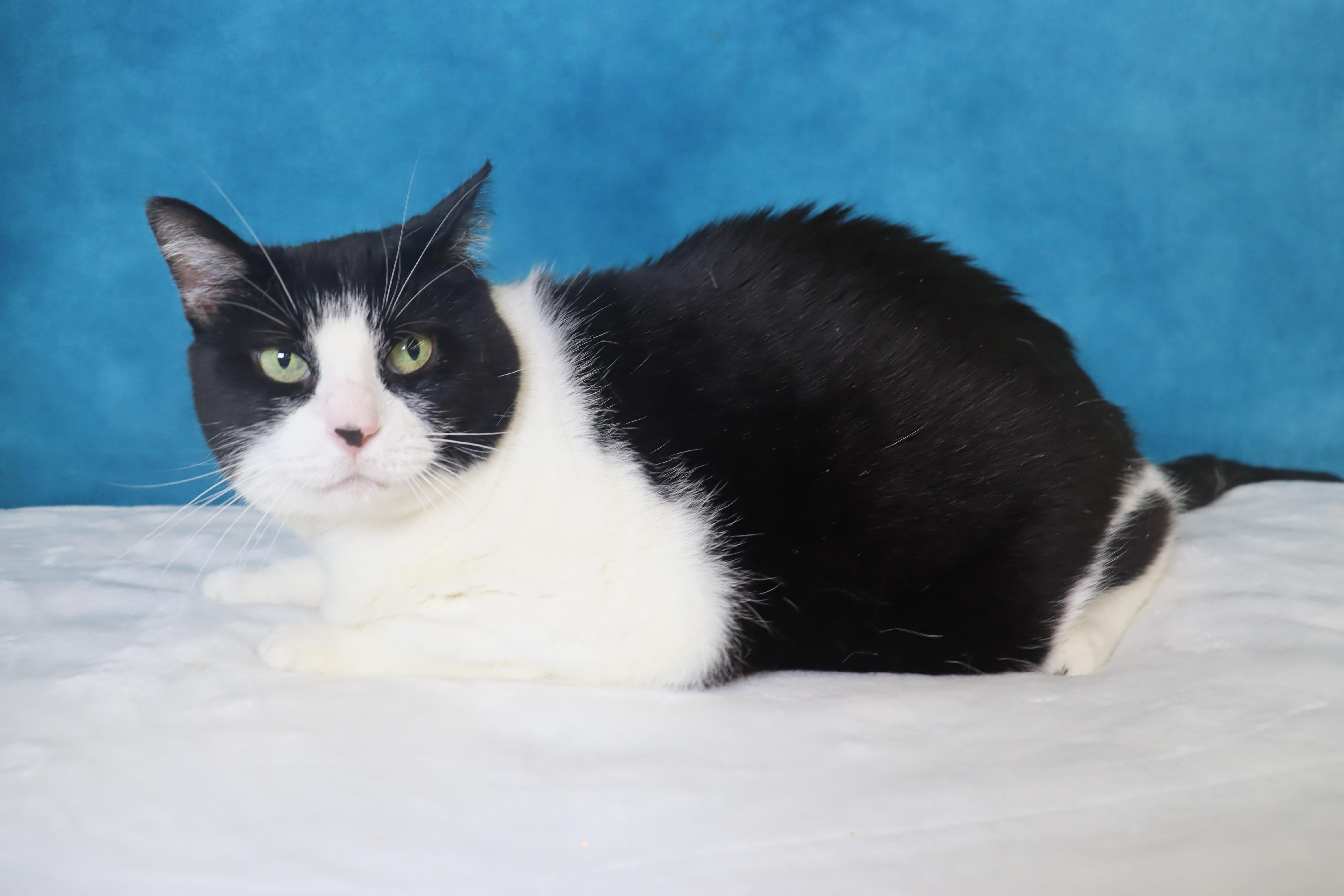 Enlarge Oreo - Sweet Senior Gal , a ADOPTABLE Domestic Short Hair in League City, TX image 4/4