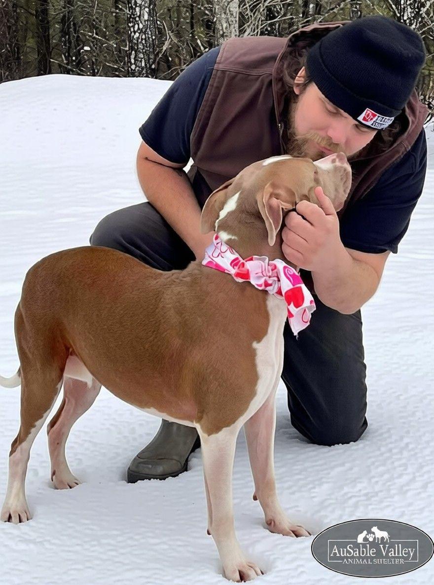 Princess Coco Bean, a Adoptable mixed breed in Grayling, MI image 2/3