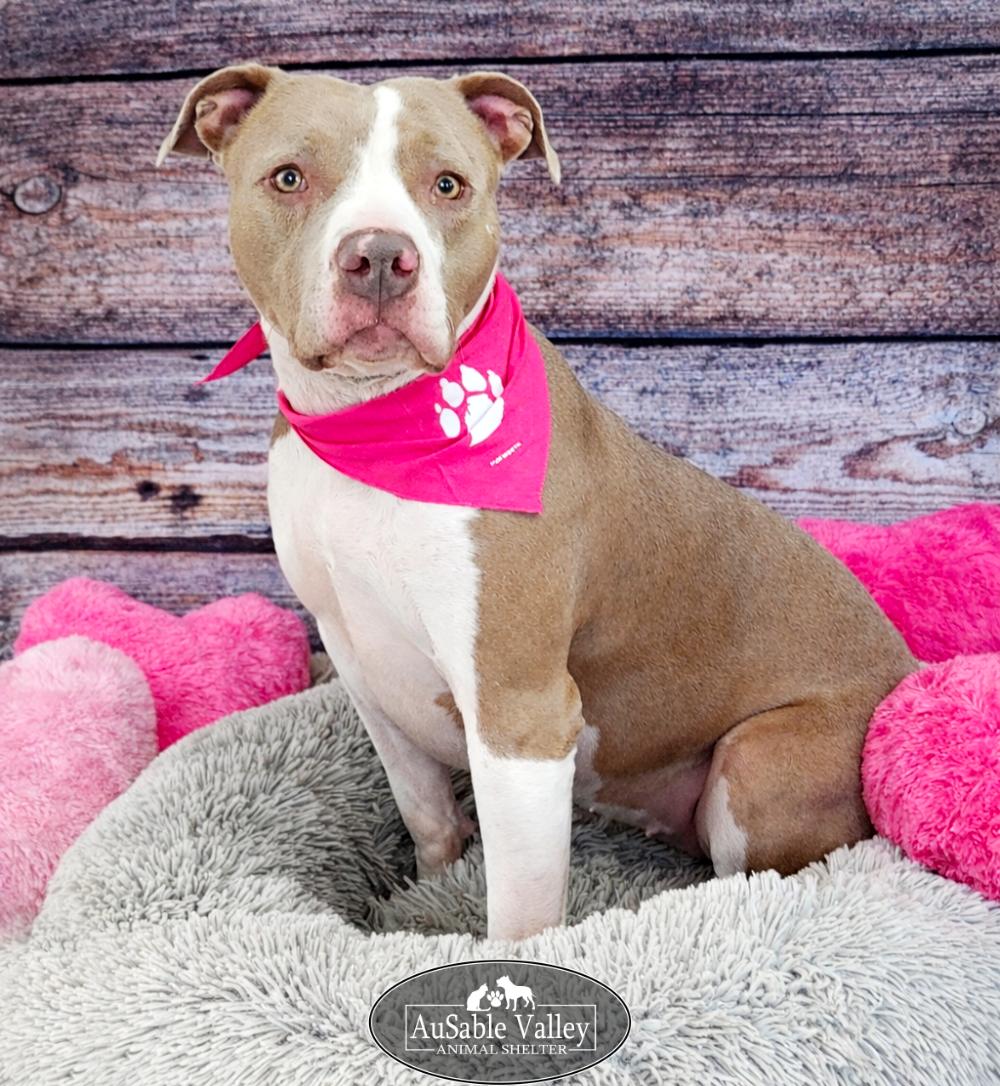 Princess Coco Bean, Adoptable, Adult Female Mixed Breed.