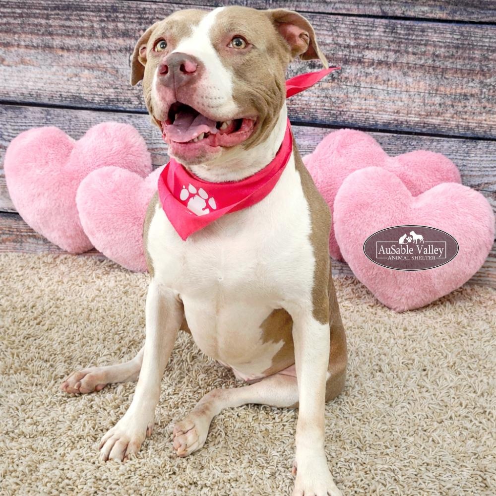 Princess Coco Bean, a Adoptable mixed breed in Grayling, MI image 4/6