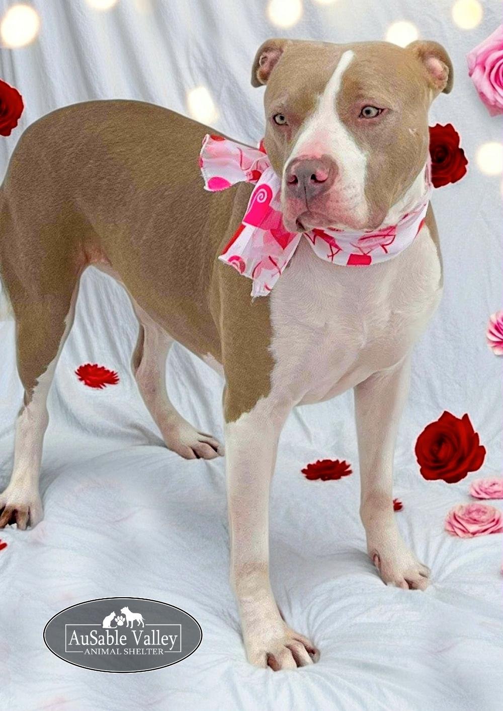 Princess Coco Bean, Adoptable, Adult Female Mixed Breed.