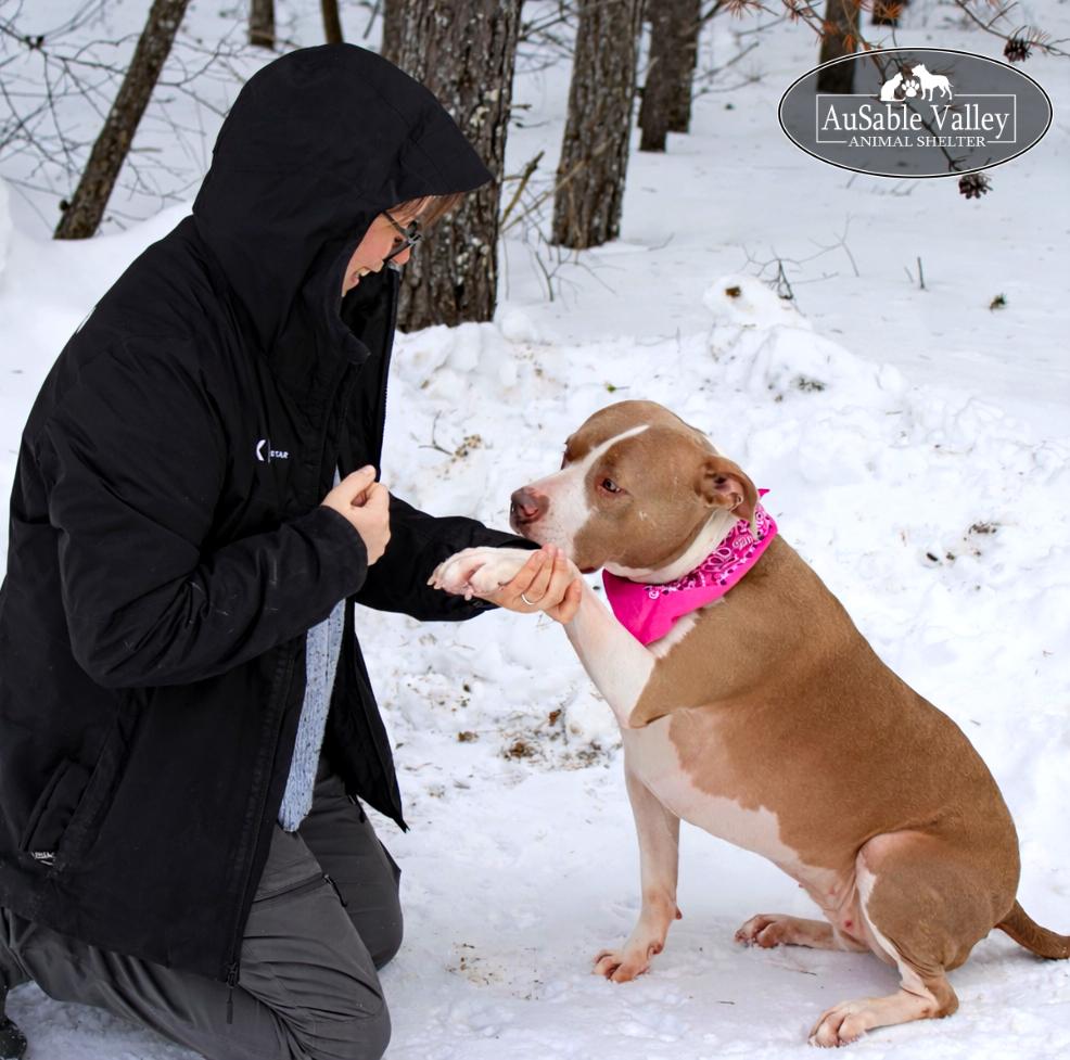 Princess Coco Bean, a Adoptable mixed breed in Grayling, MI image 6/6