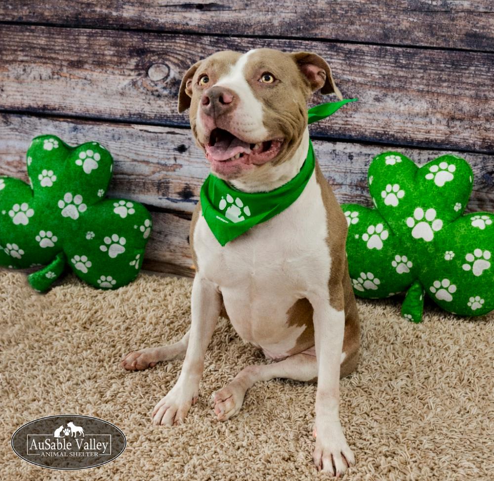 Princess Coco Bean, Adoptable, Adult Female Mixed Breed.