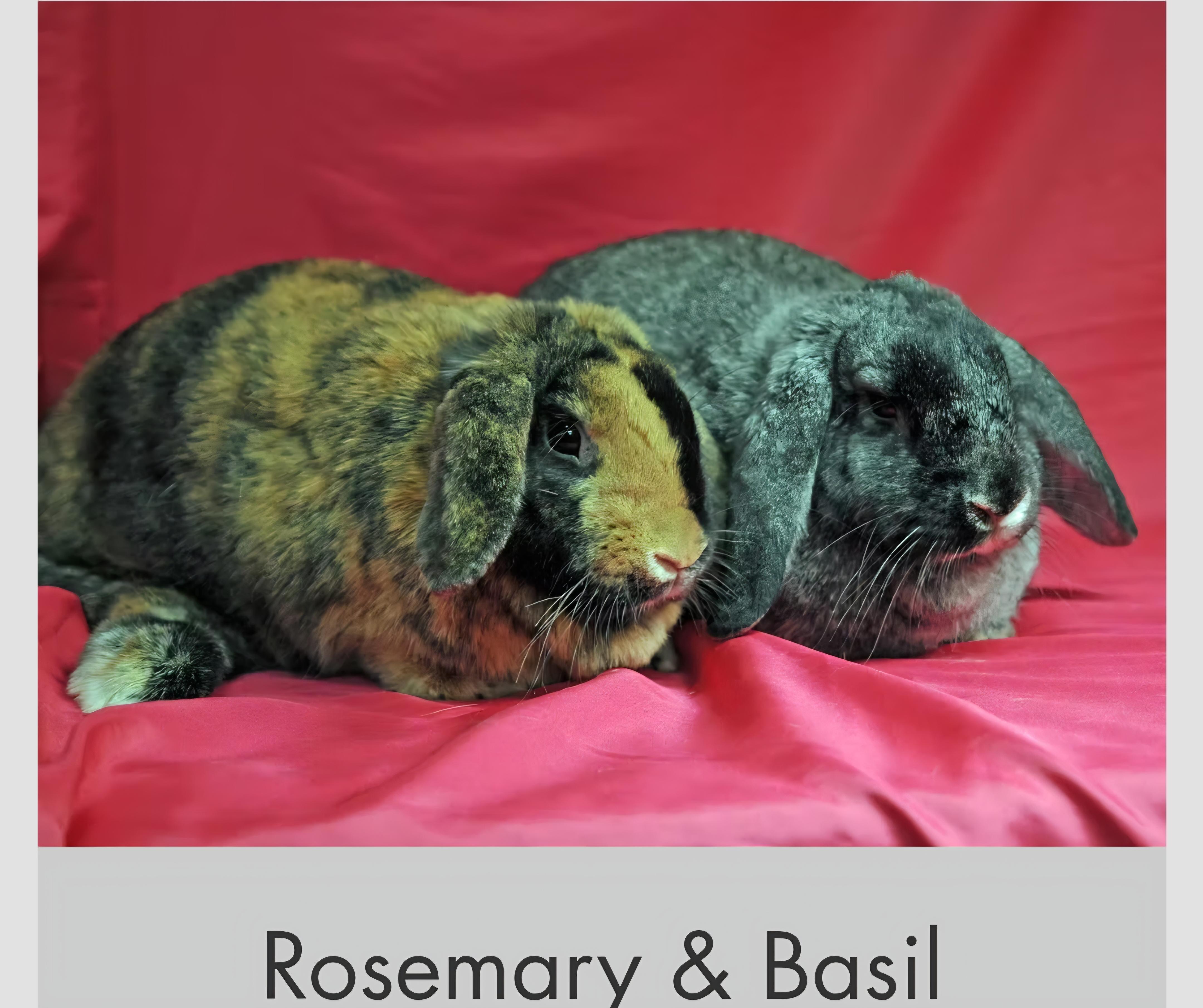 Enlarge Basil bonded with Rosemary, a Adoptable mixed breed in Erie, CO image 1/1