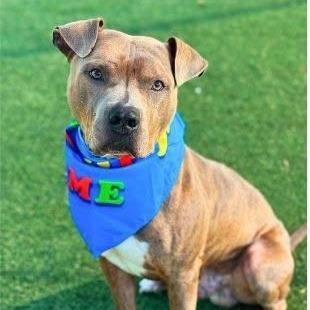 Andouille, Adoptable, Adult Male Pit Bull Terrier.
