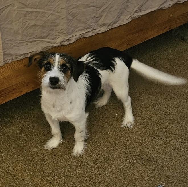 Enlarge Walter, a Adopted mixed breed in Rochester, NY image 1/2