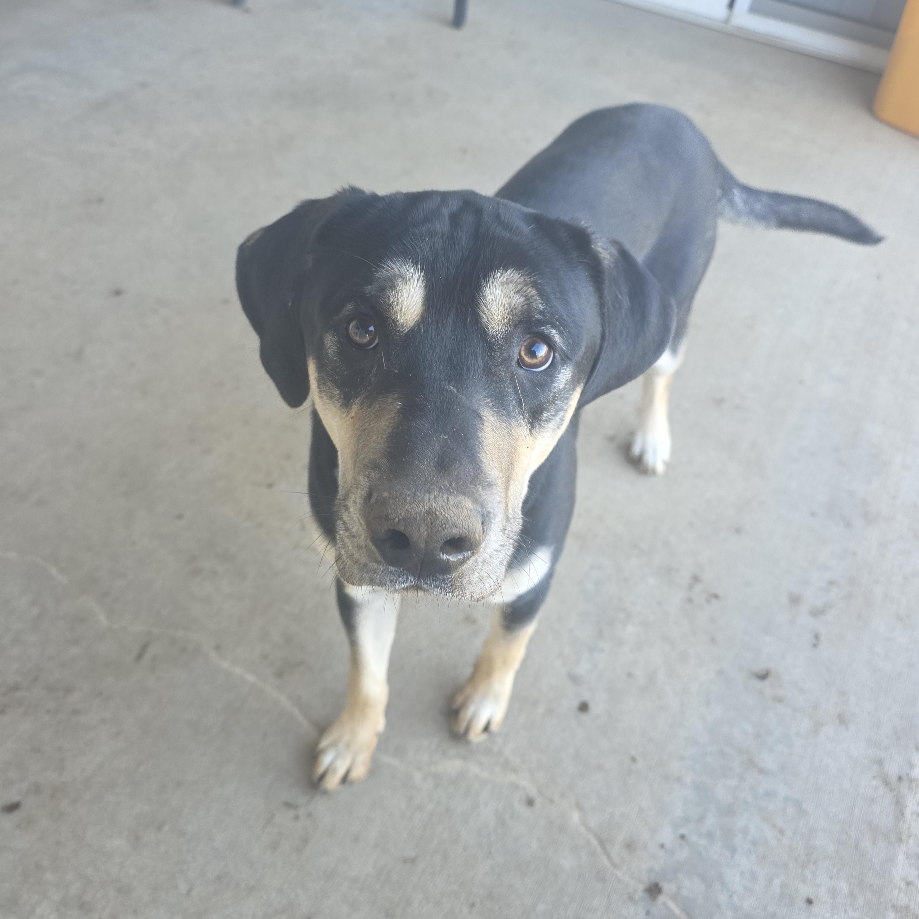 Enlarge Jax, a ADOPTABLE mixed breed in Reeds Spring, MO image 2/2