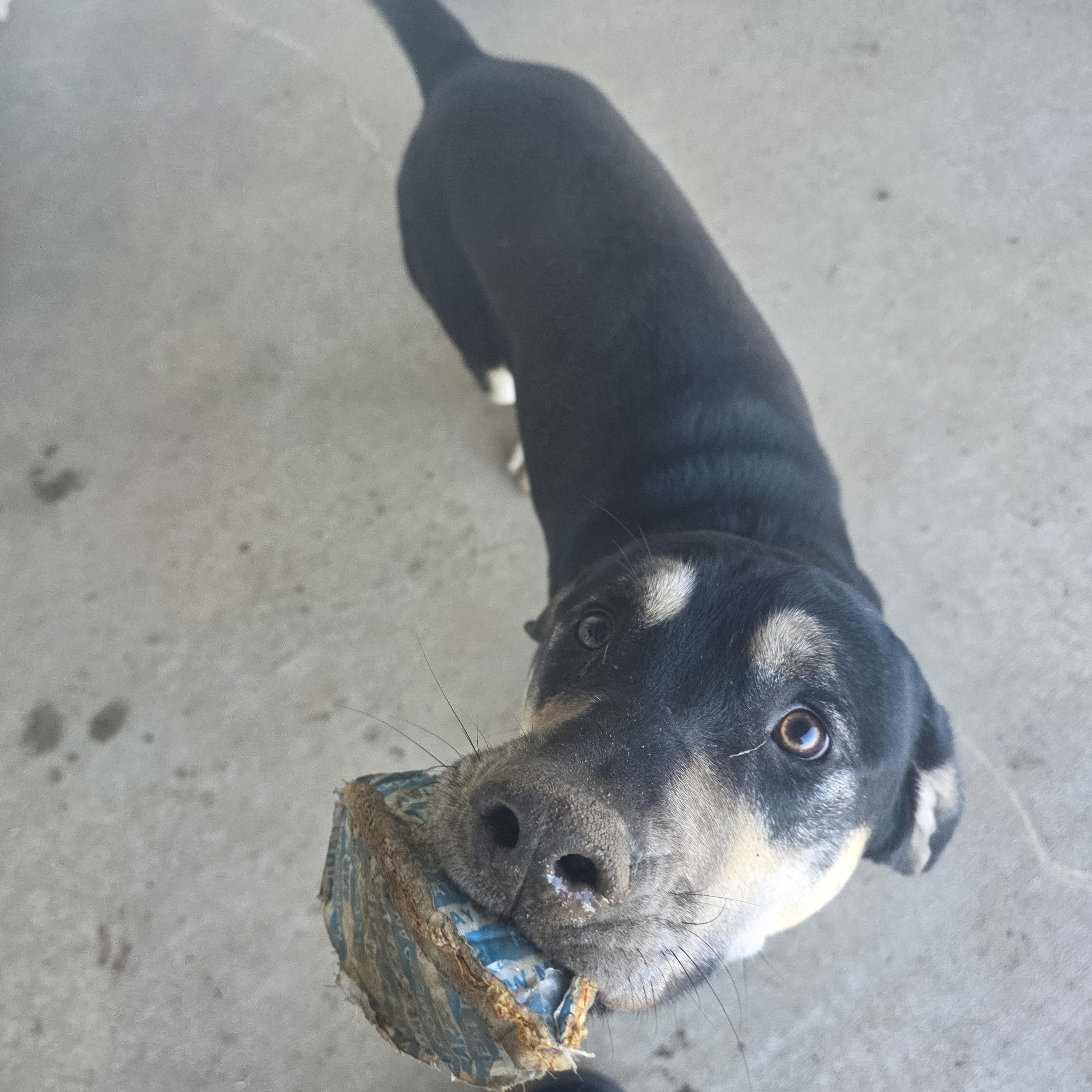 Jax, ADOPTABLE, Adult Male Labrador Retriever.