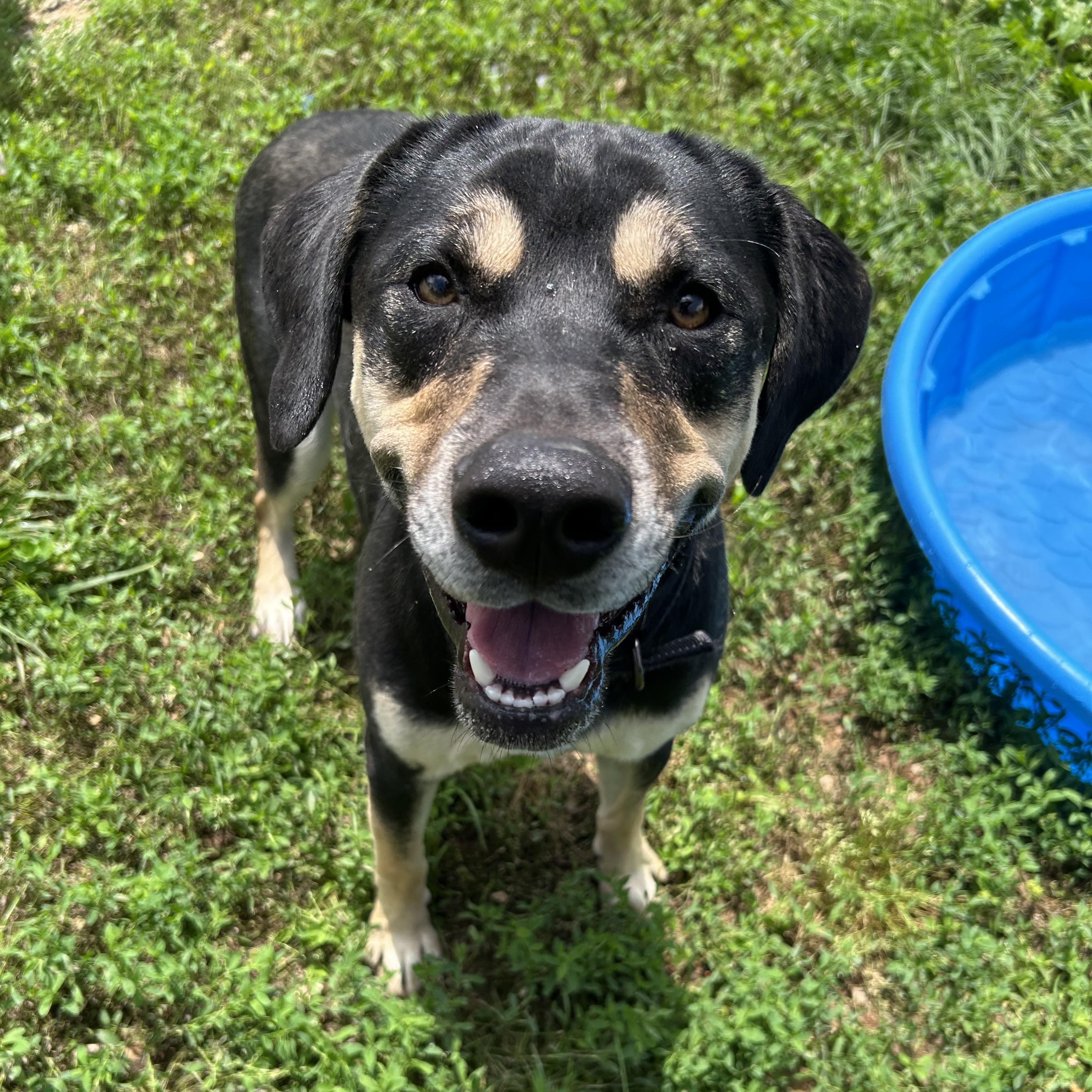 Jax, ADOPTABLE, Adult Male Labrador Retriever.