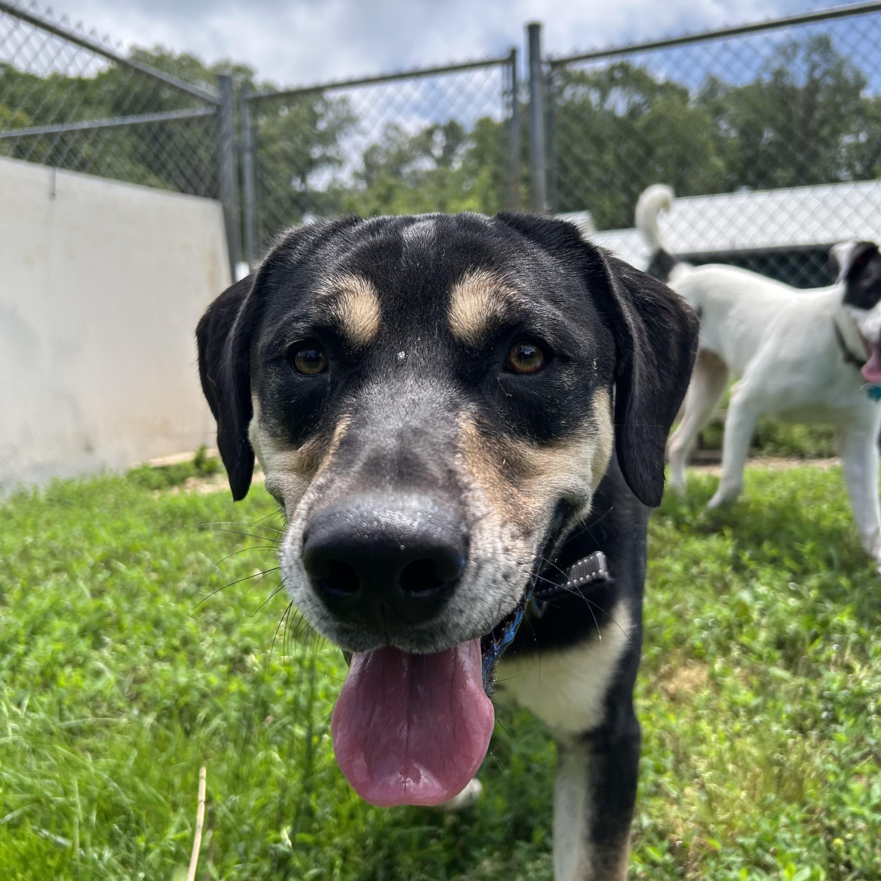 Enlarge Jax, a ADOPTABLE mixed breed in Reeds Spring, MO image 2/4