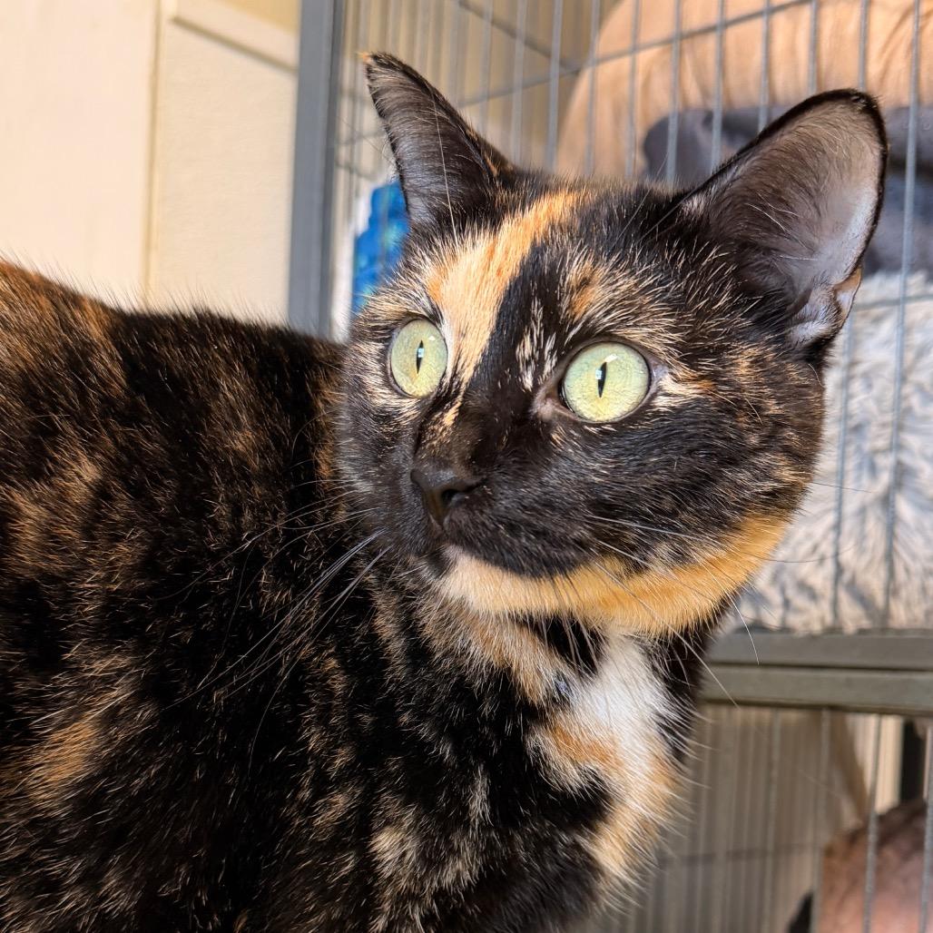 Briar Rose, Adoptable, Adult Female Domestic Short Hair.