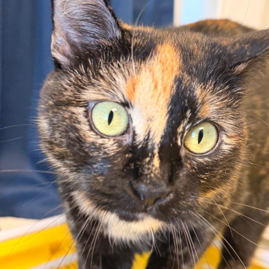 Enlarge Briar Rose, a Adoptable Domestic Short Hair in Fort Leavenworth, KS image 2/5