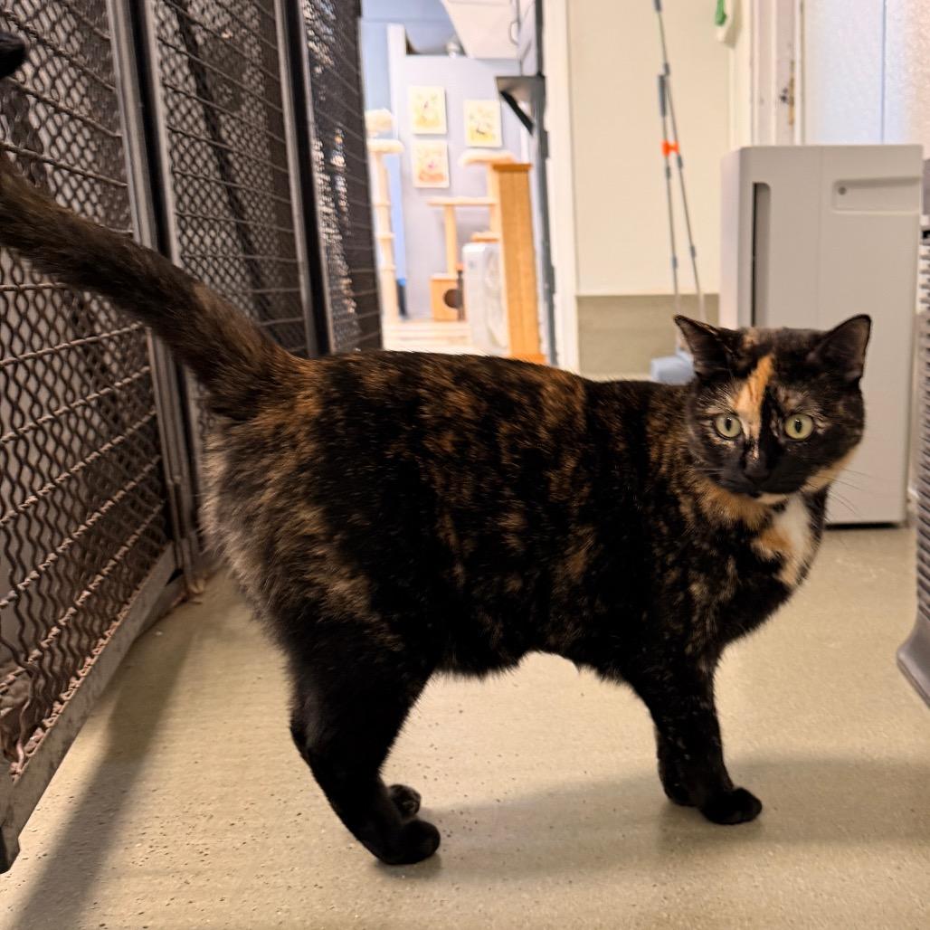 Enlarge Briar Rose, a Adoptable Domestic Short Hair in Fort Leavenworth, KS image 3/5