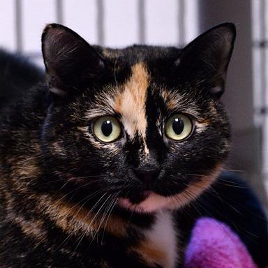 Enlarge Briar Rose, a Adoptable Domestic Short Hair in Fort Leavenworth, KS image 4/5