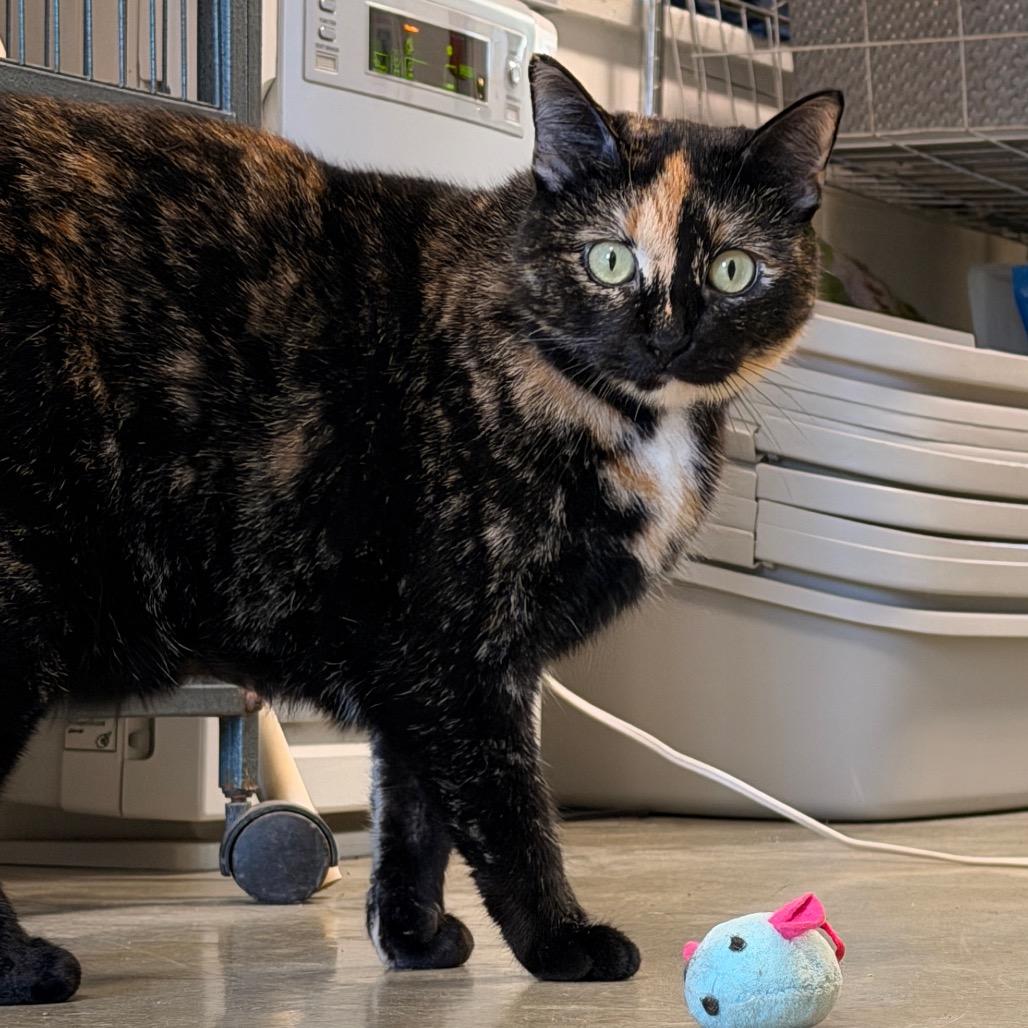 Enlarge Briar Rose, a Adoptable Domestic Short Hair in Fort Leavenworth, KS image 5/5