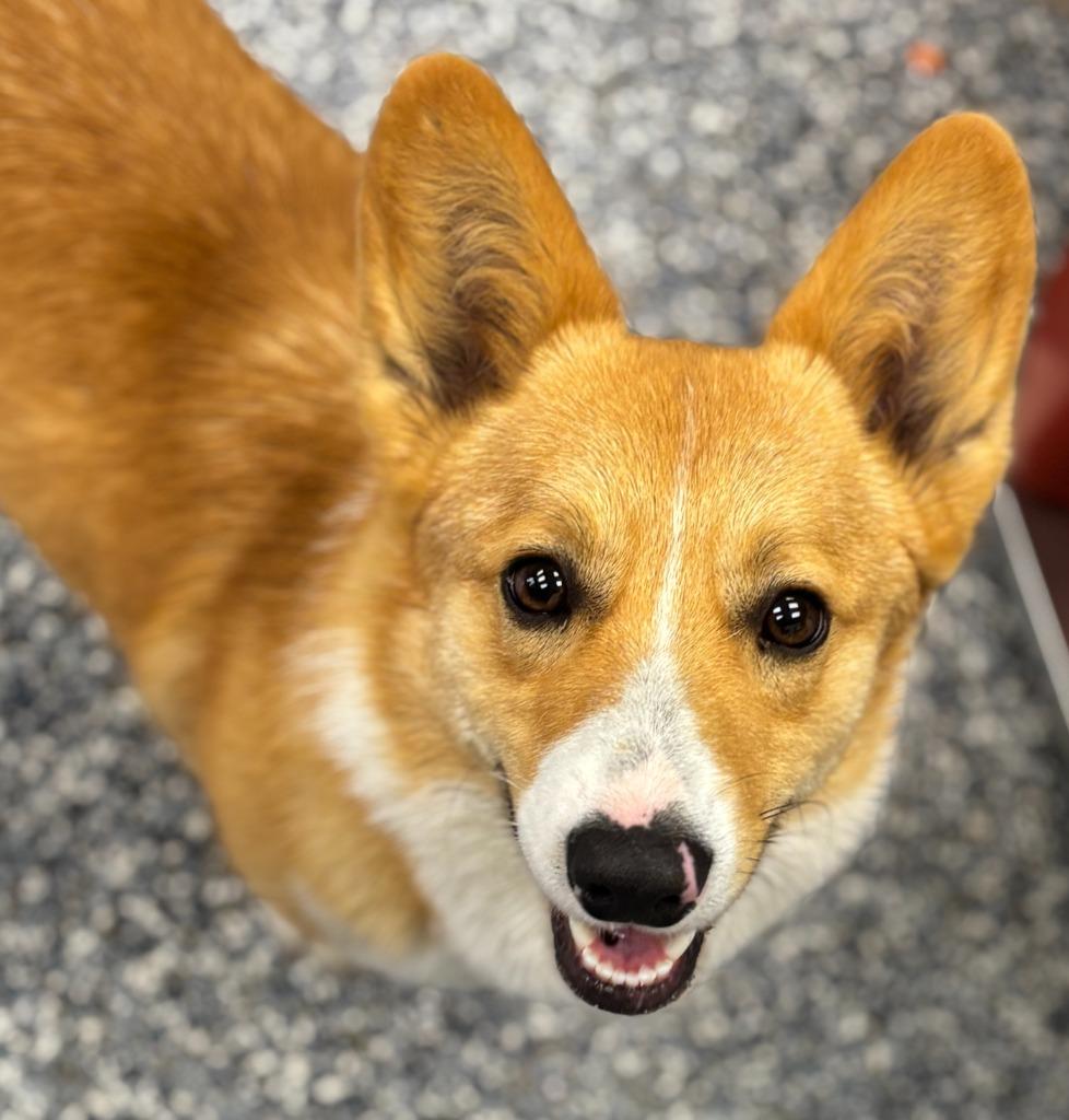 Enlarge Dash, a Adoptable mixed breed in Carthage, MO image 1/1