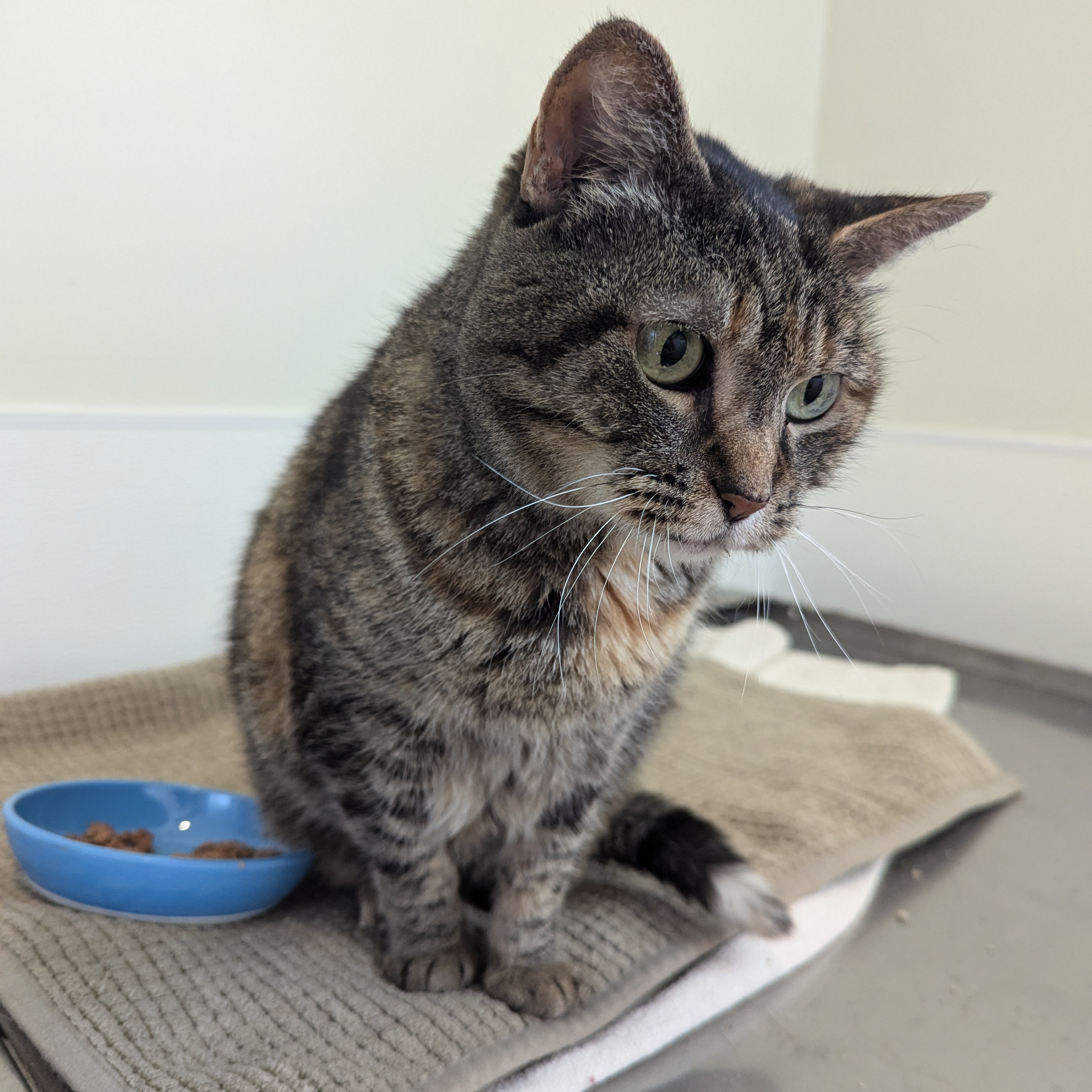 Mamma, Adult Female Domestic Short Hair