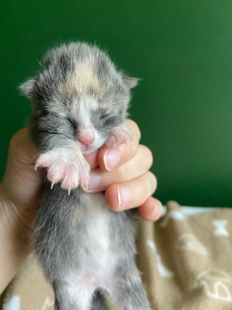 Annabelle, Adoptable, Kitten Female Domestic Short Hair.