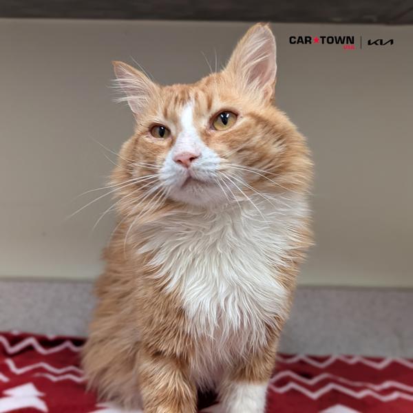 Pj, Adoptable, Adult Male Domestic Medium Hair.