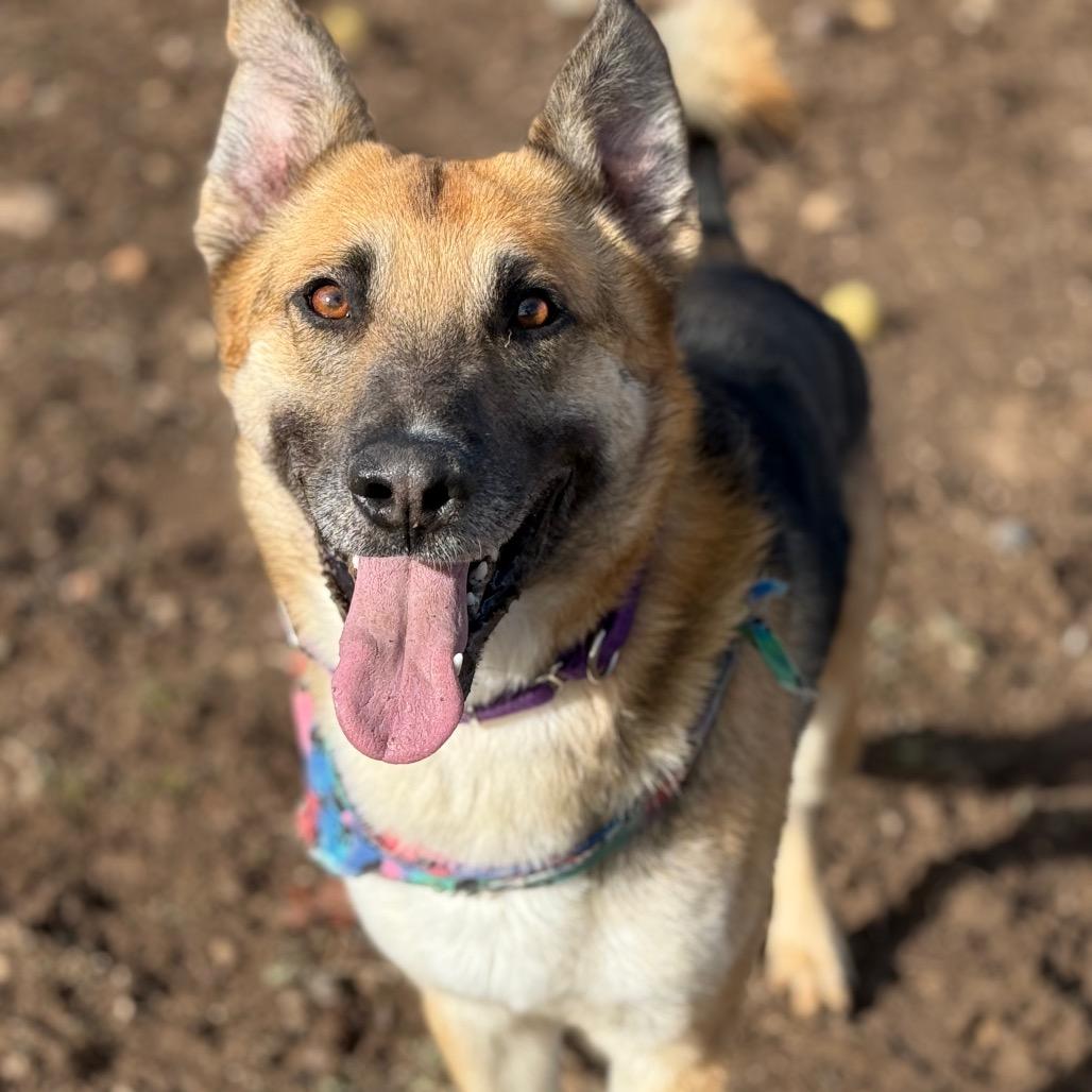 Enlarge Meeko, a Adoptable German Shepherd Dog in Durango, CO image 1/6
