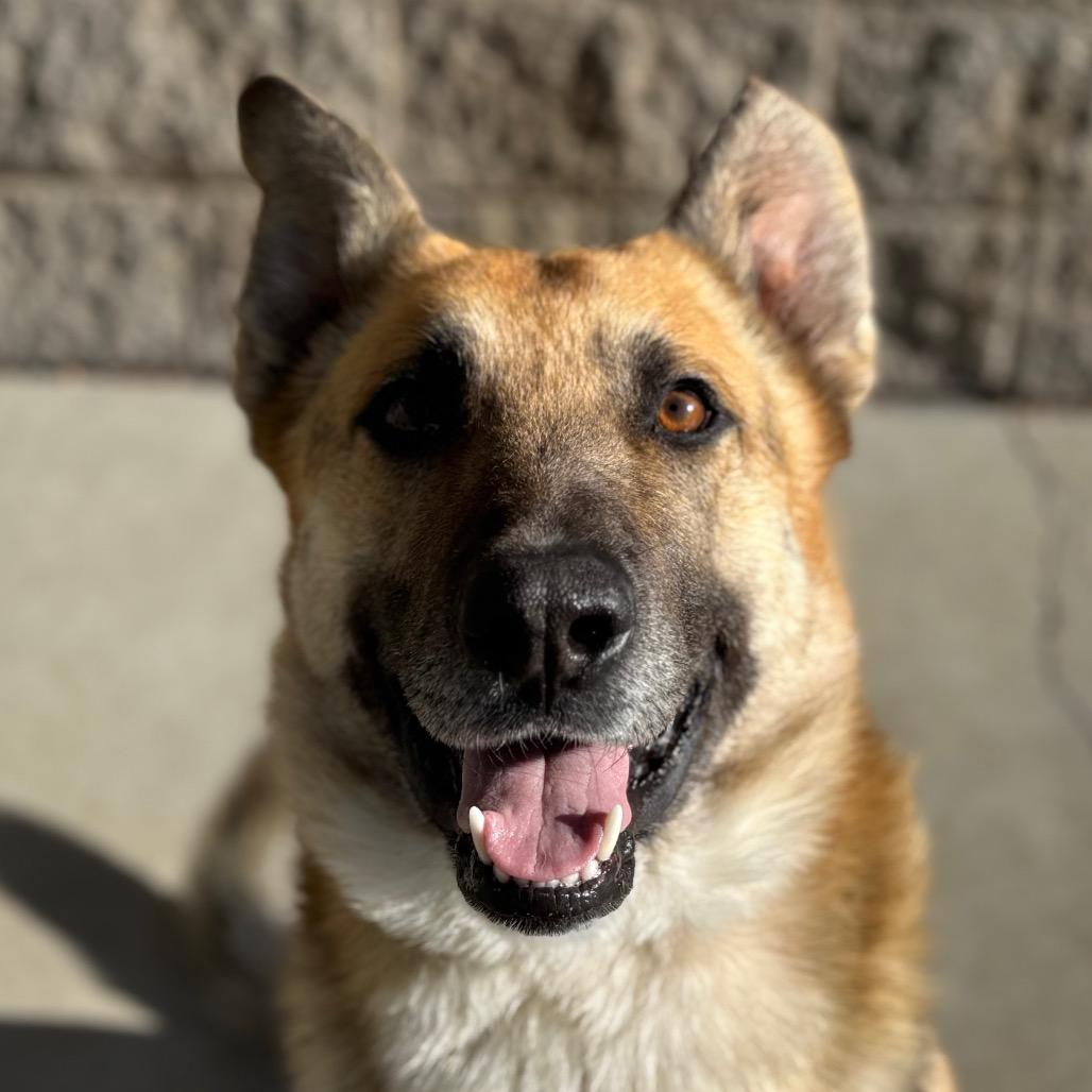Enlarge Meeko, a Adoptable German Shepherd Dog in Durango, CO image 2/6