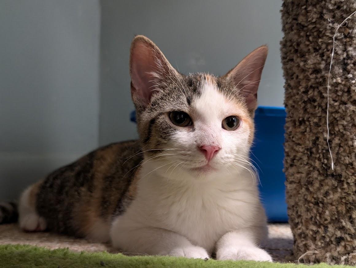 Enlarge Calista, a Adoptable mixed breed in Waupun, WI image 3/5