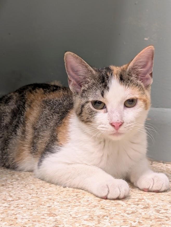 Calista, Adoptable, Young Female Calico.