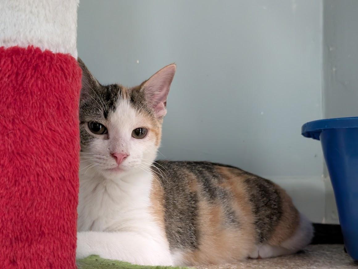 Enlarge Calista, a Adoptable mixed breed in Waupun, WI image 5/5