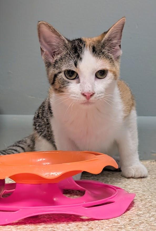 Enlarge Calista, a Adoptable mixed breed in Waupun, WI image 2/5