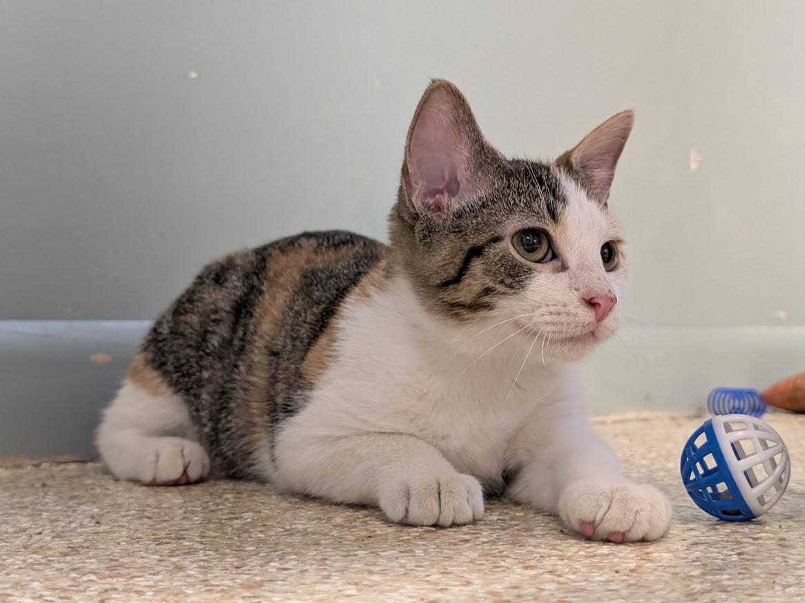 Enlarge Calista, a Adoptable mixed breed in Waupun, WI image 4/5
