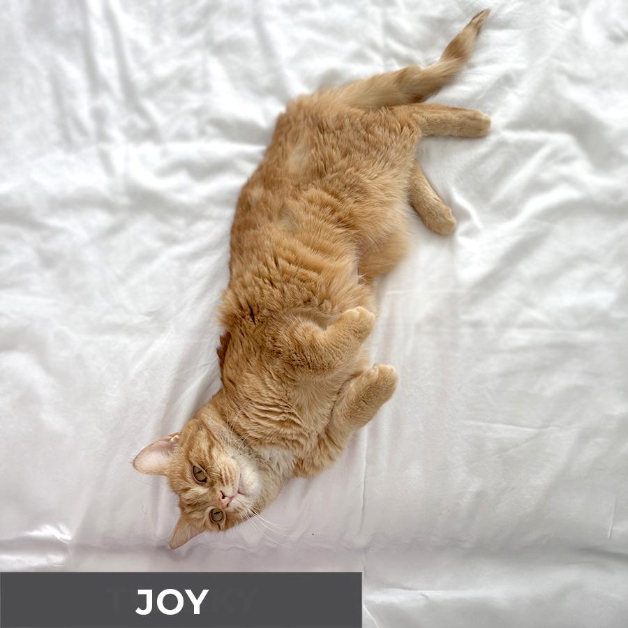Enlarge Joy, an adopted Domestic Short Hair in Etobicoke, ON image 4/6