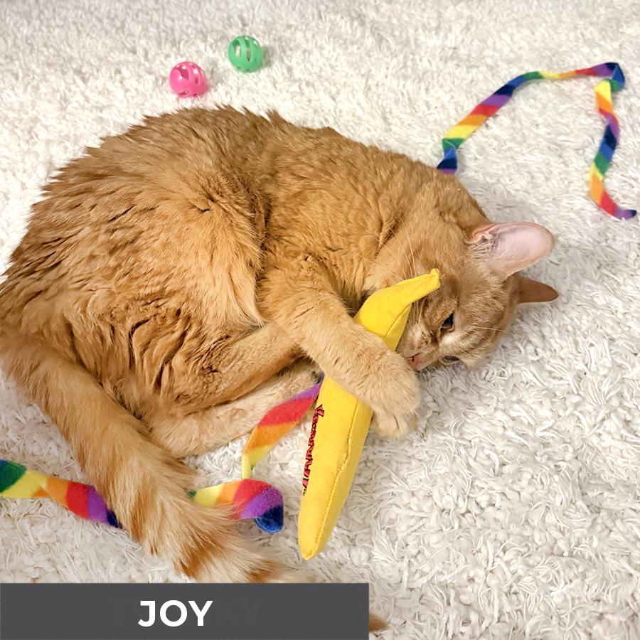 Enlarge Joy, an adopted Domestic Short Hair in Etobicoke, ON image 5/6