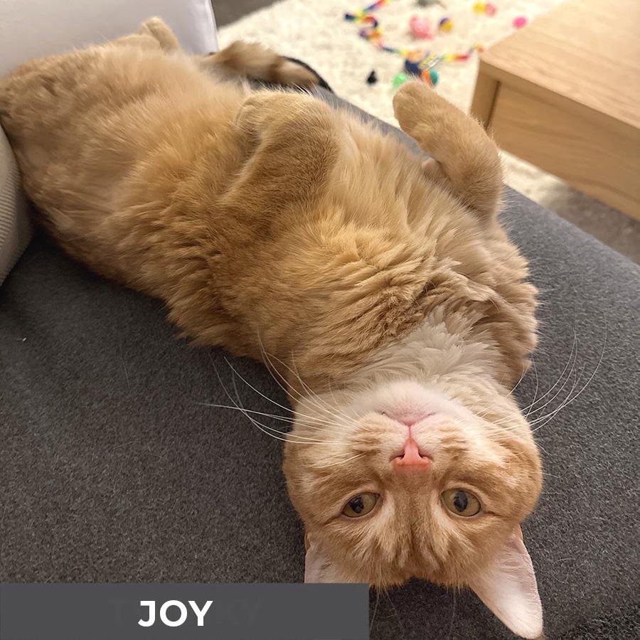 Enlarge Joy, an adopted Domestic Short Hair in Etobicoke, ON image 2/6