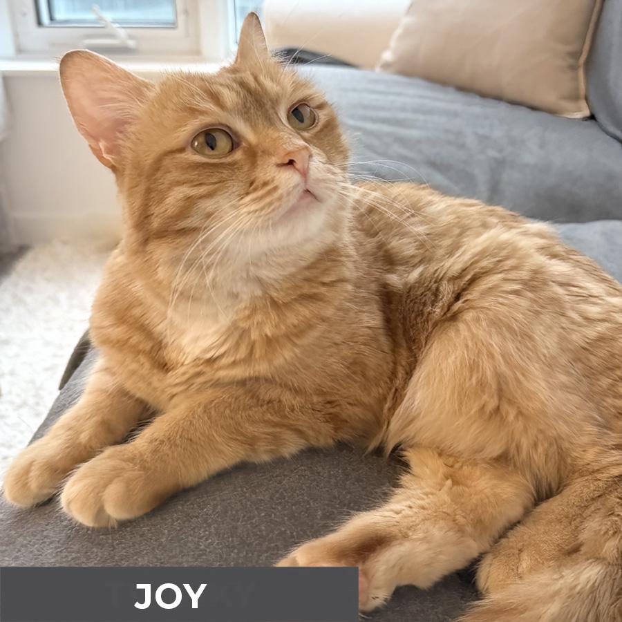 Enlarge Joy, an adopted Domestic Short Hair in Etobicoke, ON image 3/6