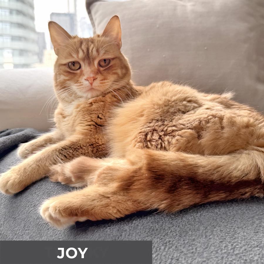 Enlarge Joy, an adopted Domestic Short Hair in Etobicoke, ON image 1/6