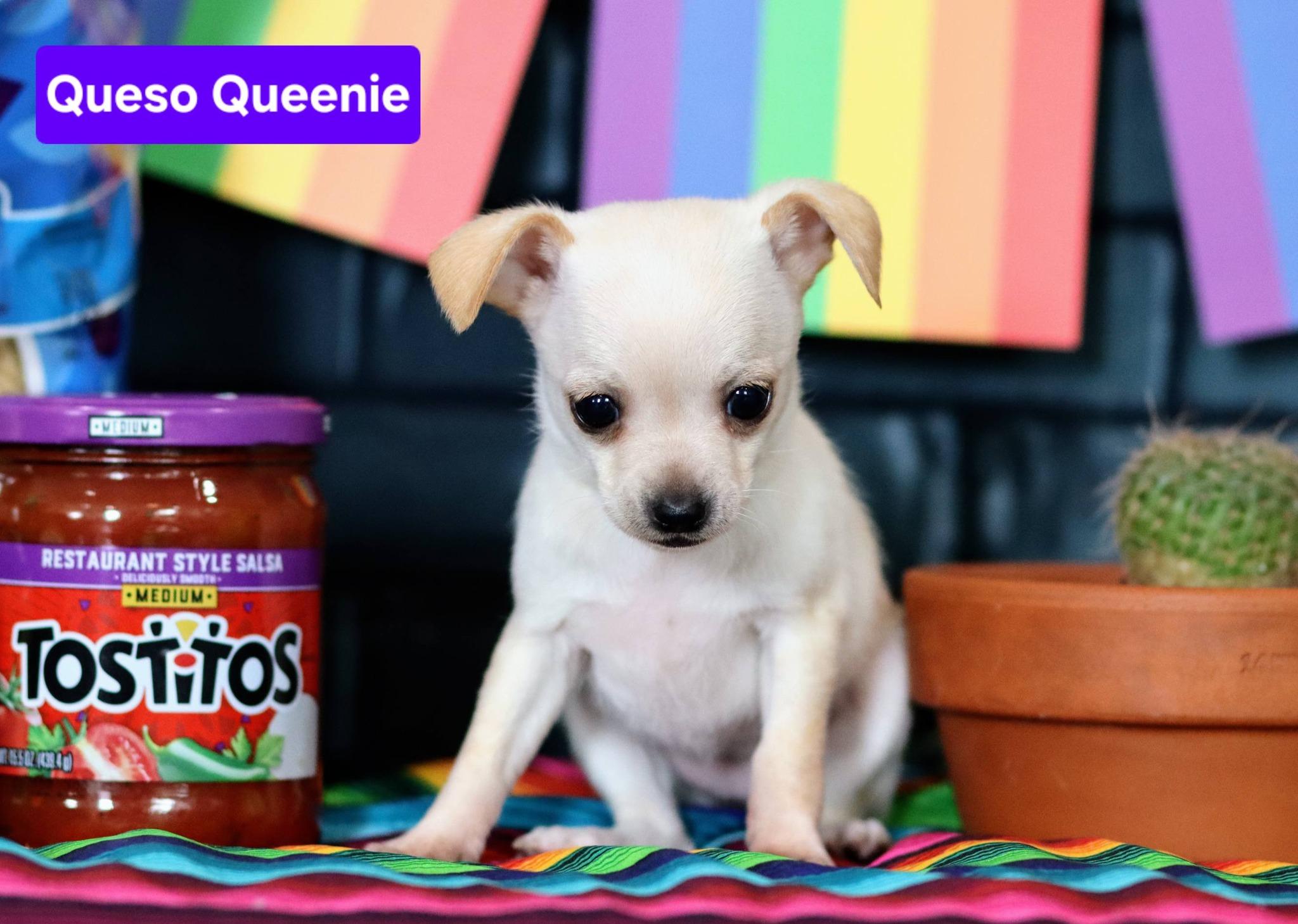 Queso Queenie, ADOPTABLE, Puppy Female Chihuahua.