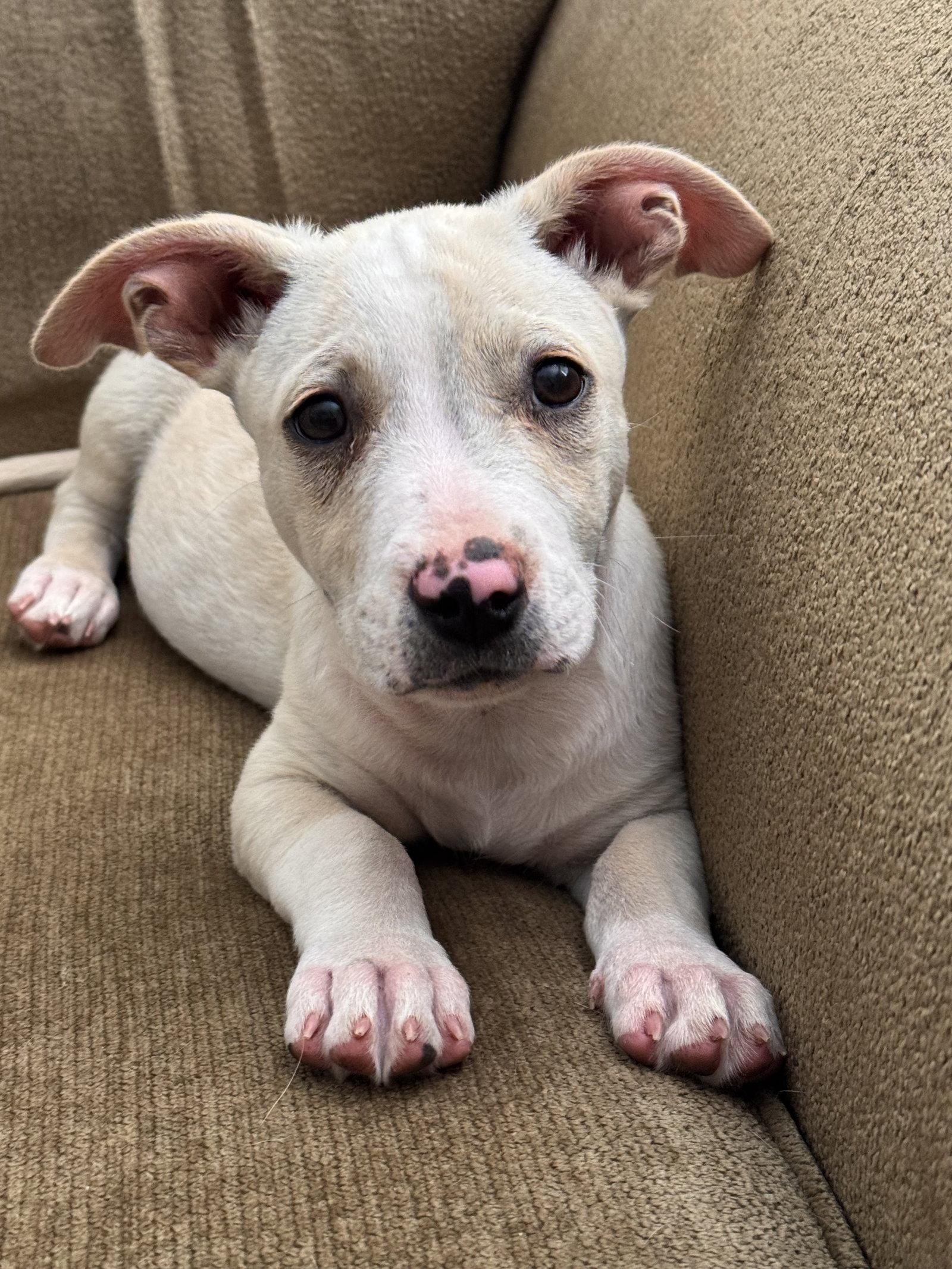 Mochi, Adoptable, Puppy Male Corgi & Pit Bull Terrier.