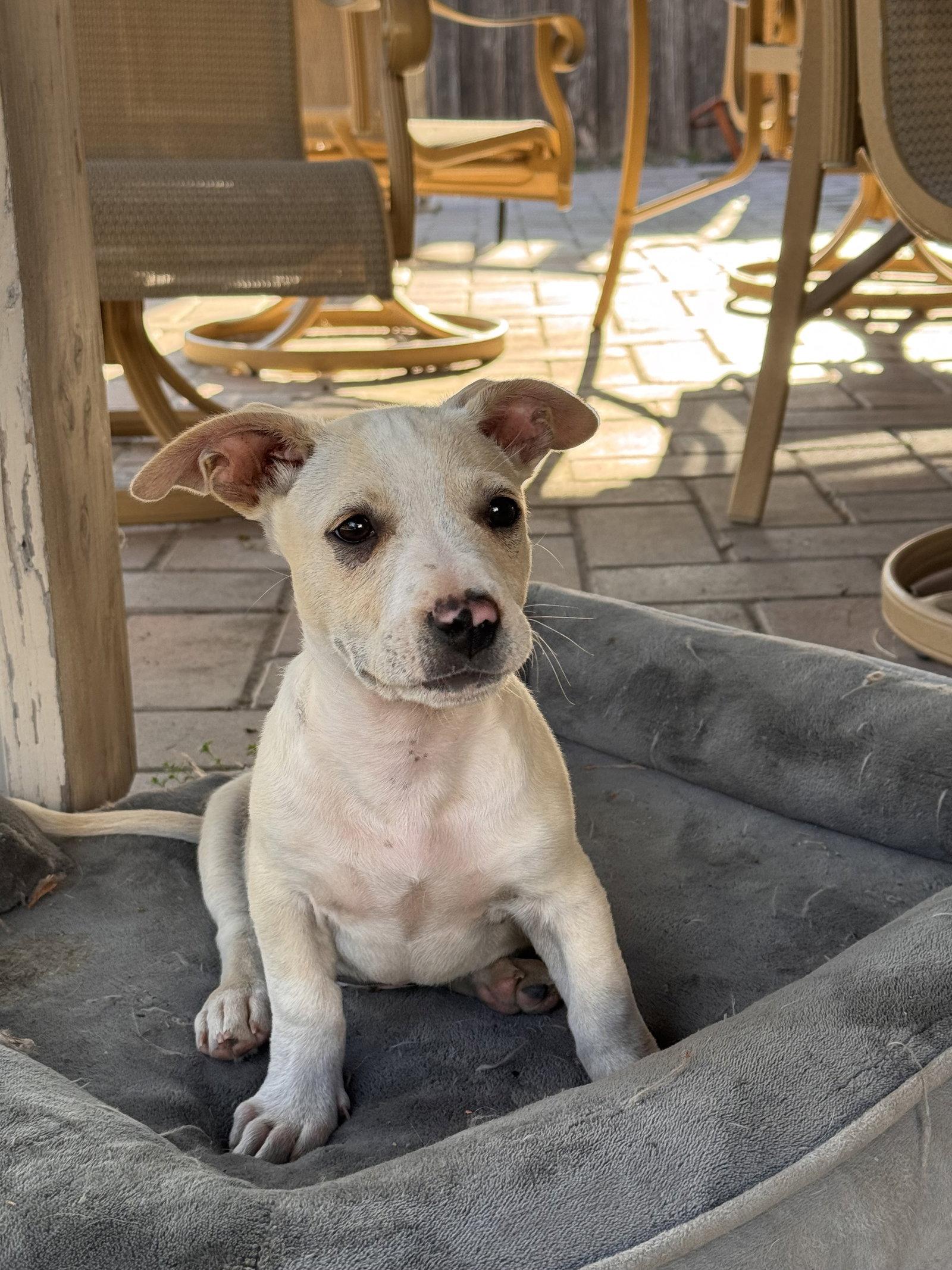 Mochi, a Adoptable mixed breed in Fullerton, CA image 2/3