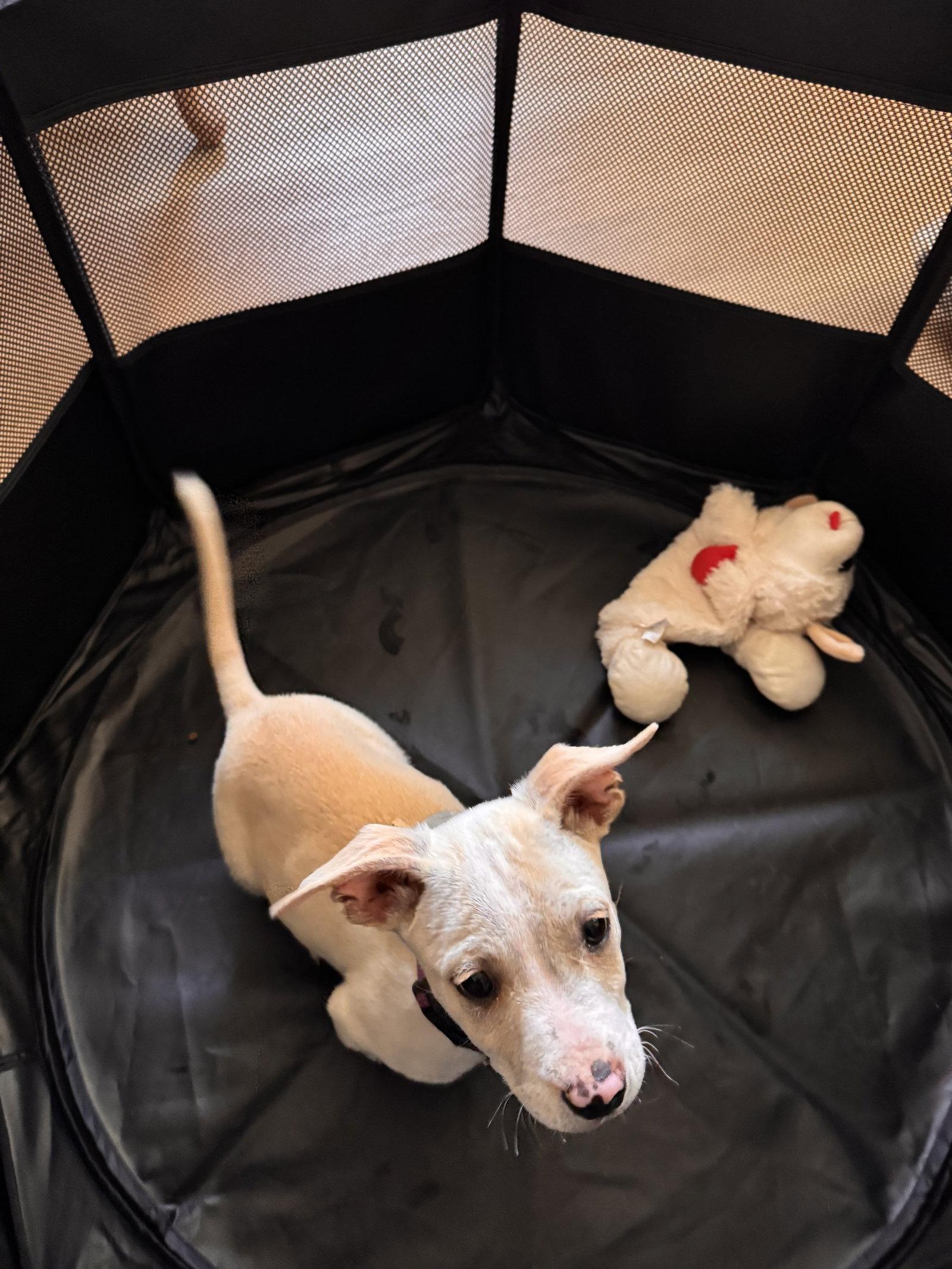 Mochi, a Adoptable mixed breed in Fullerton, CA image 3/3