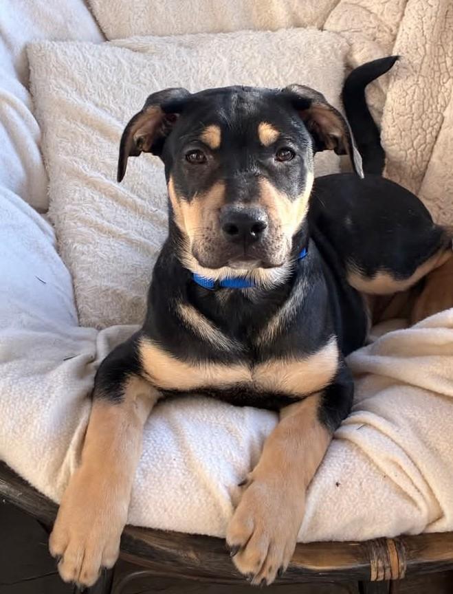 Moose, ADOPTABLE, Puppy Male Shepherd.